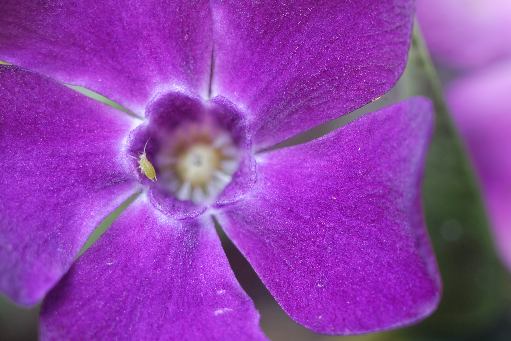 Nikon D600 + Nikon AF Micro-Nikkor 60mm F2.8D sample photo. Life in the purple world. photography