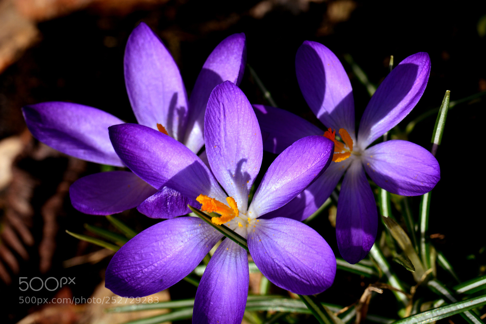 Nikon D5200 sample photo. Light spring! photography