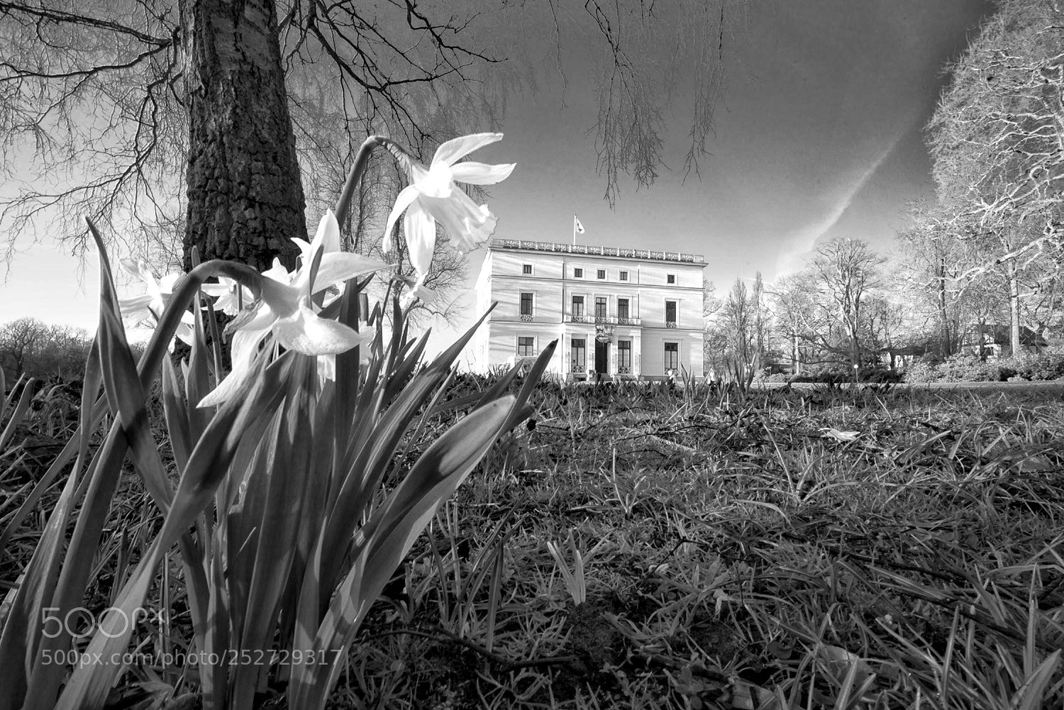 Sony a7R sample photo. Spring flowers photography