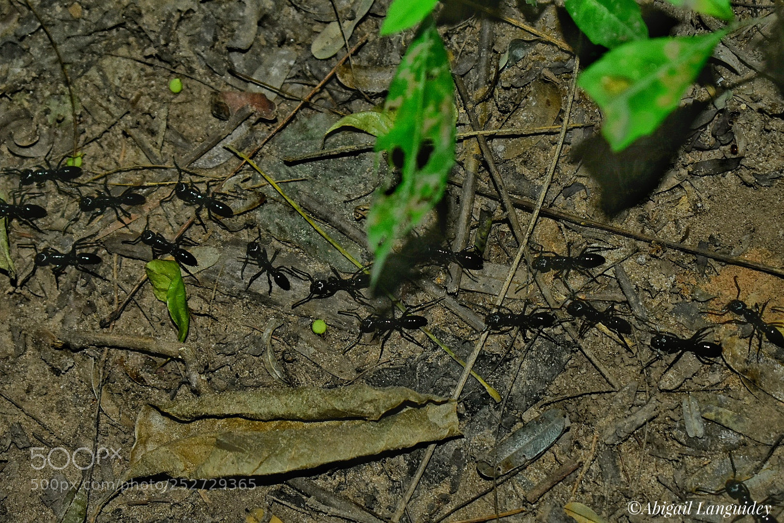 Nikon D3400 sample photo. Hormigas photography