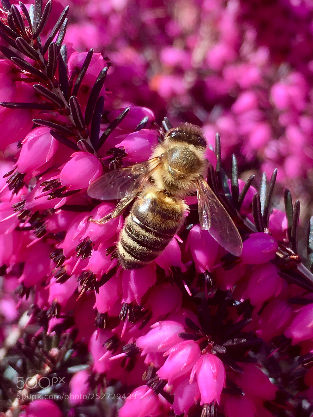 Apple iPhone SE sample photo. Be like a bee. photography