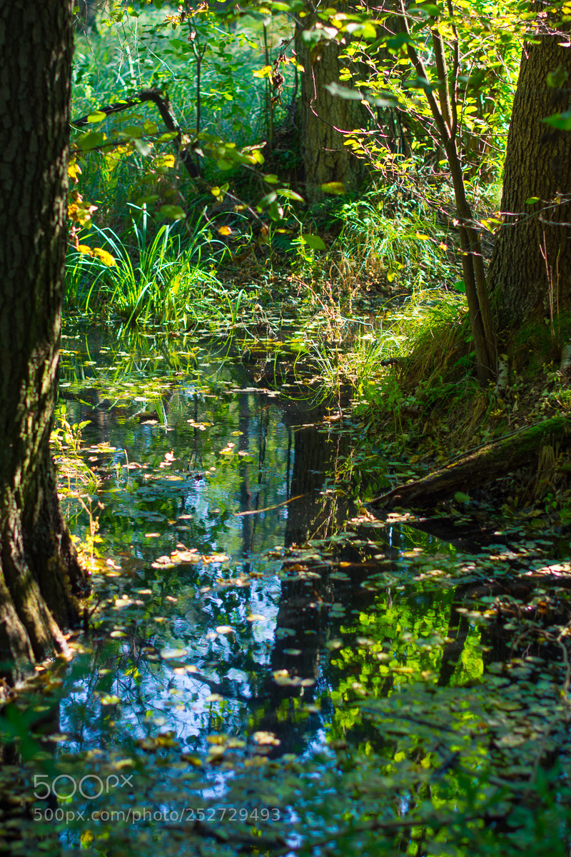 Nikon D7100 sample photo. Kampinos national park photography