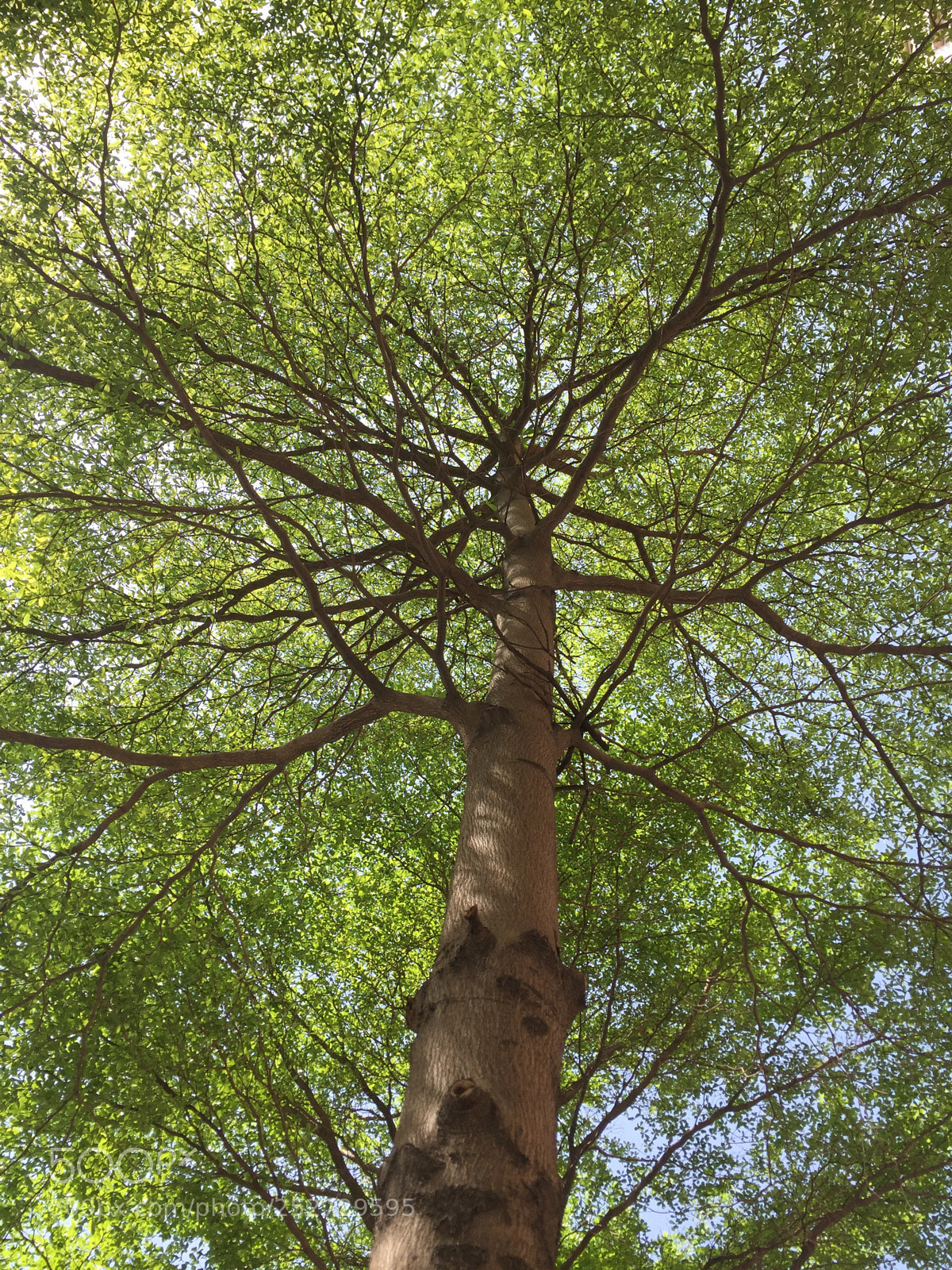 Apple iPhone 6 sample photo. Spring is coming photography