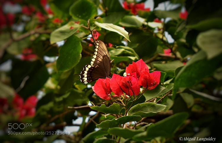 Nikon D3400 sample photo. Buganvillas photography