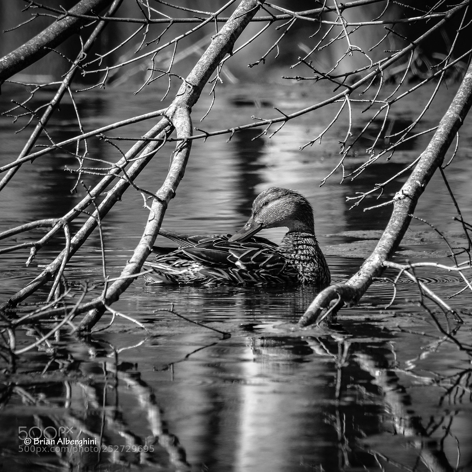 Nikon D7100 sample photo. Mrs. mallard photography
