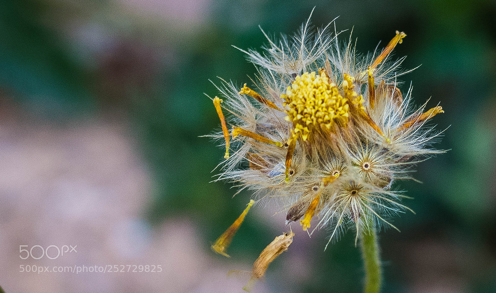 Canon EOS 70D sample photo. F l o w photography