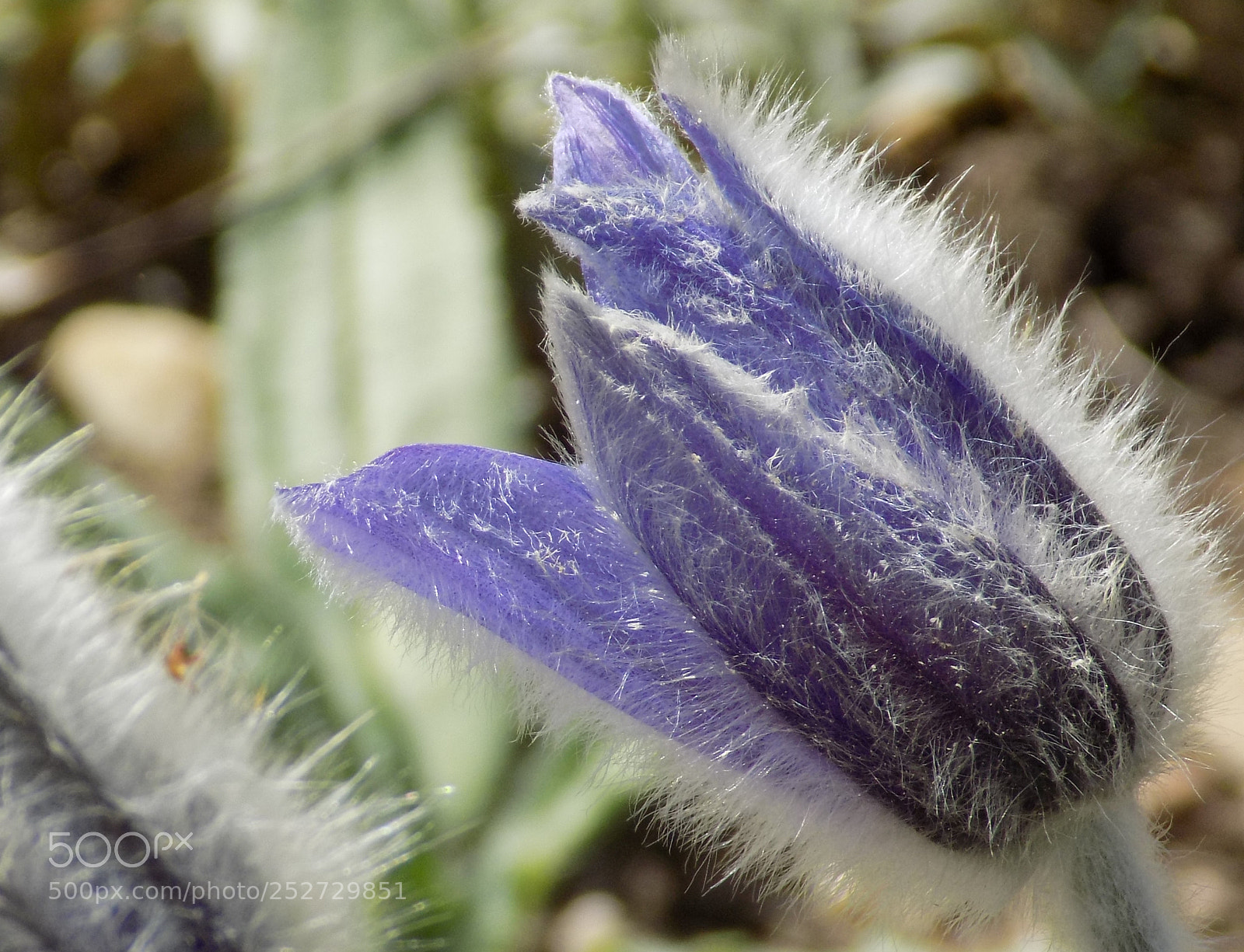 Nikon COOLPIX L340 sample photo. Macro 1 photography