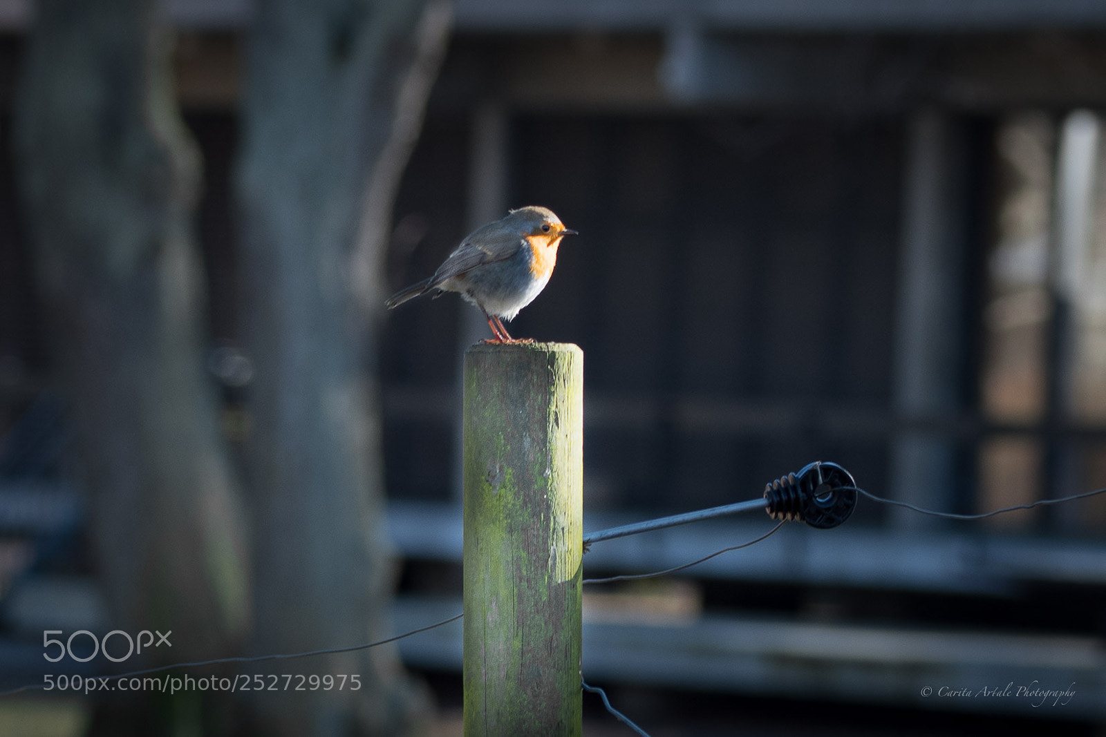 Nikon D500 sample photo. Robin ready for spring photography