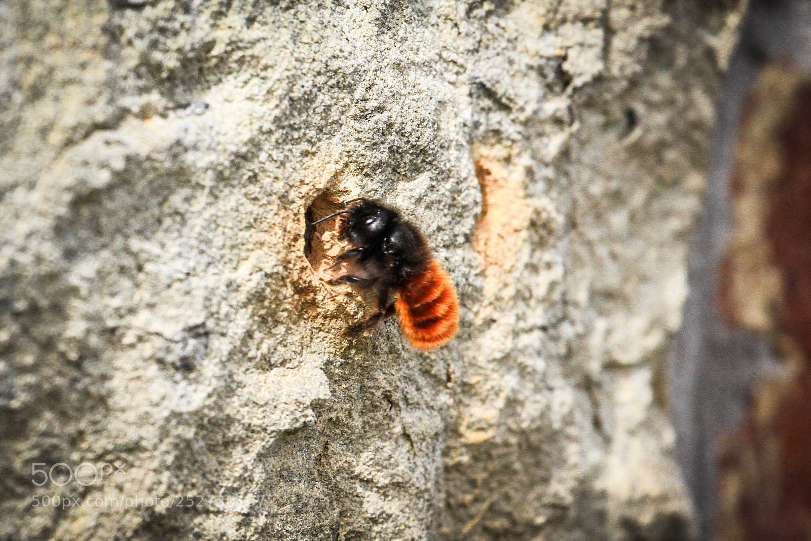 Canon EOS 7D sample photo. Abeille solitaire photography