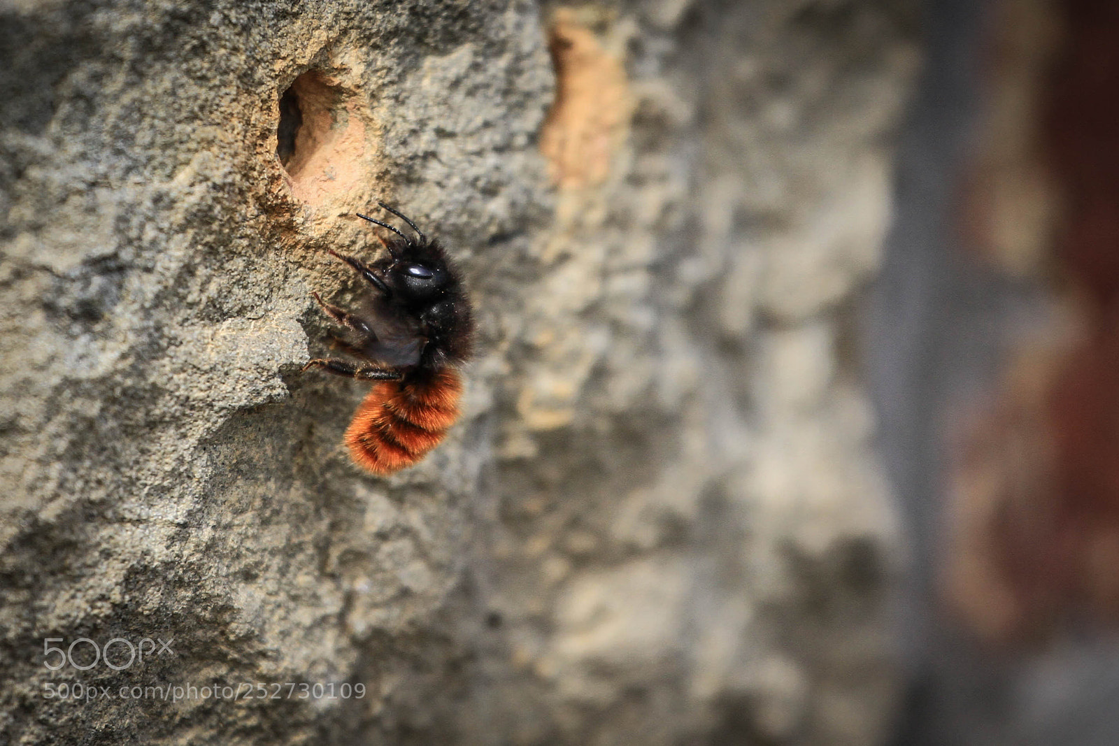 Canon EOS 7D sample photo. Abeille solitaire photography