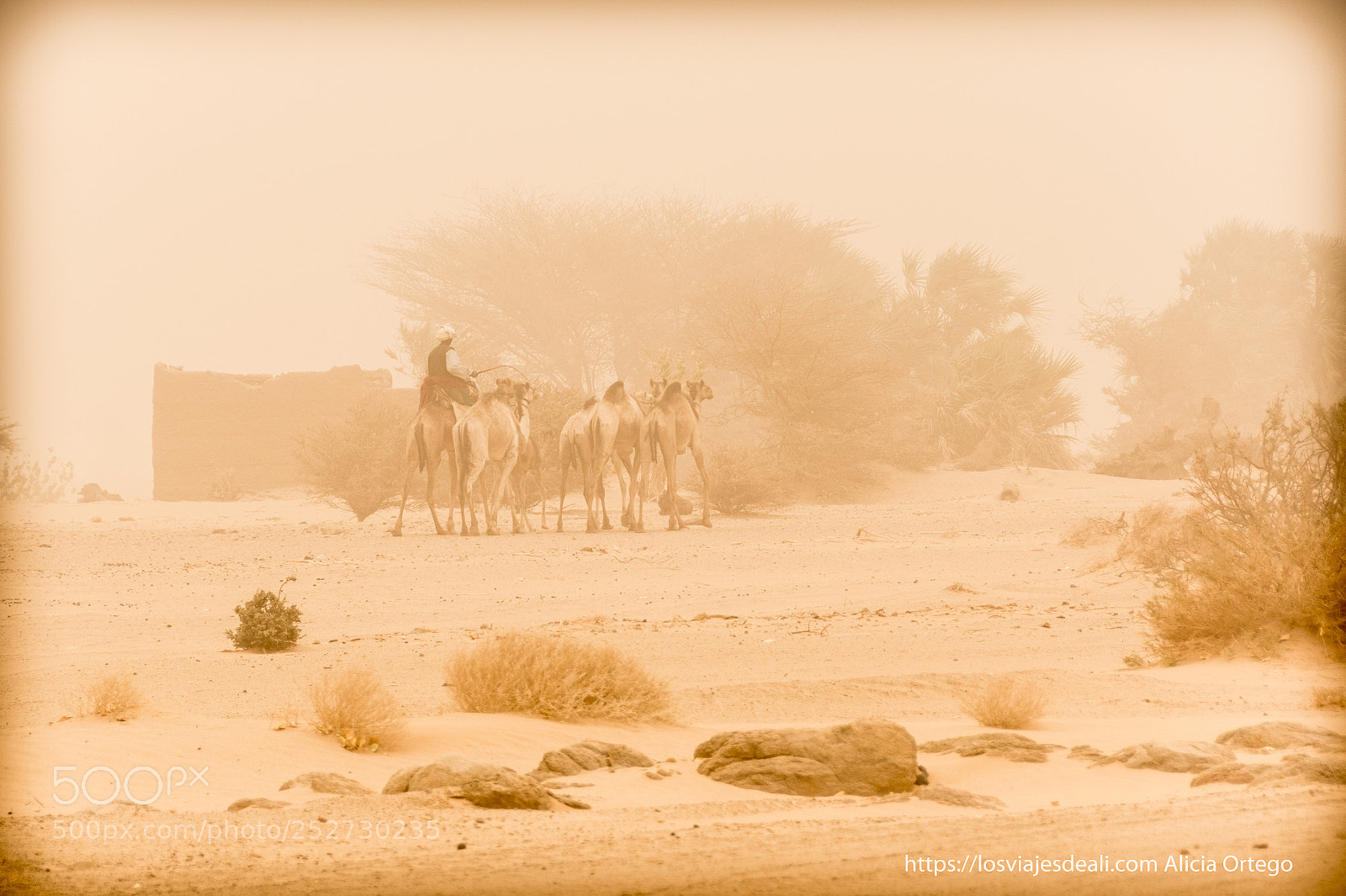 Nikon D5500 sample photo. Camels in the sand photography