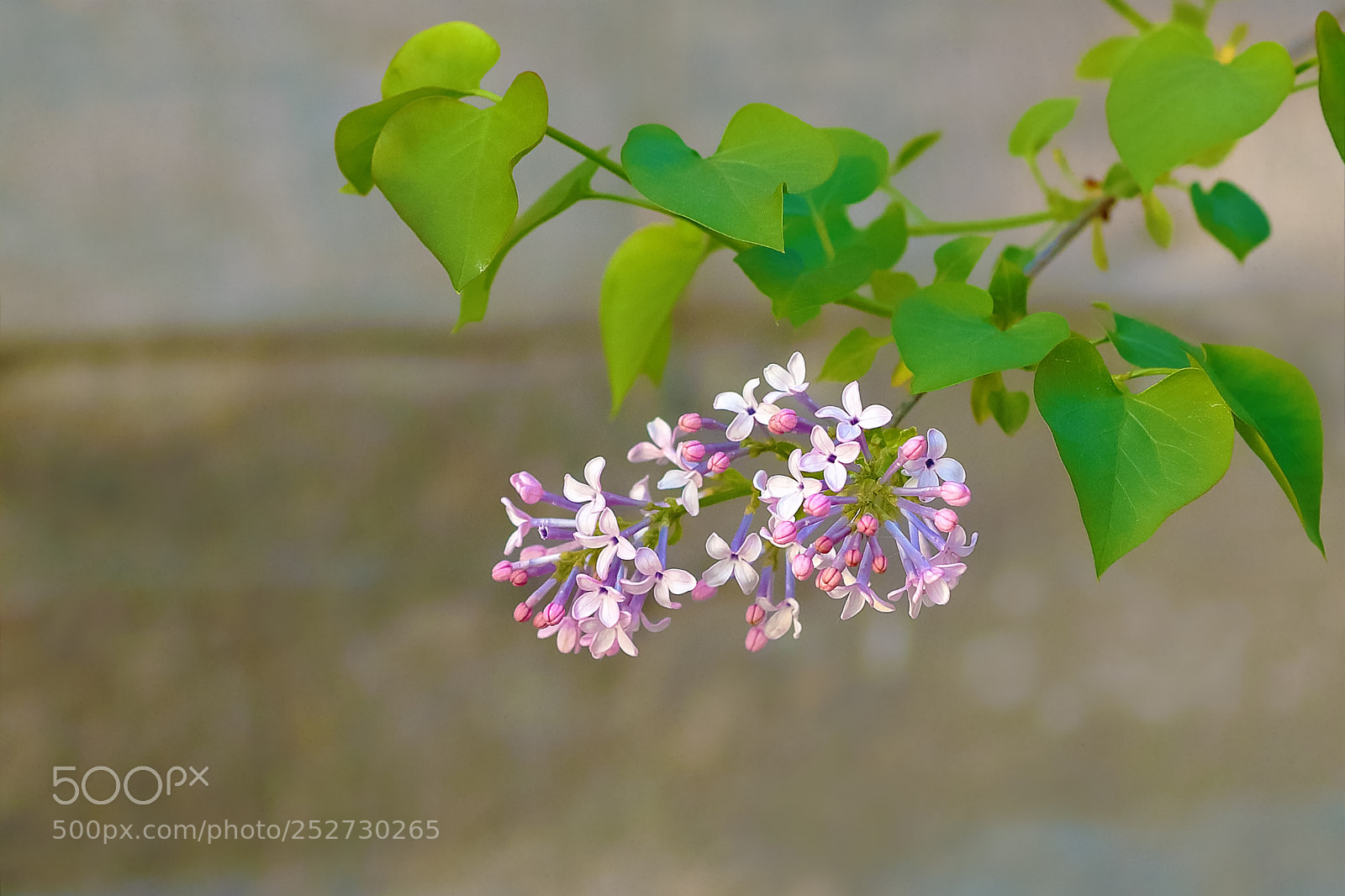 Canon EOS-1D X Mark II sample photo. 丁香 photography