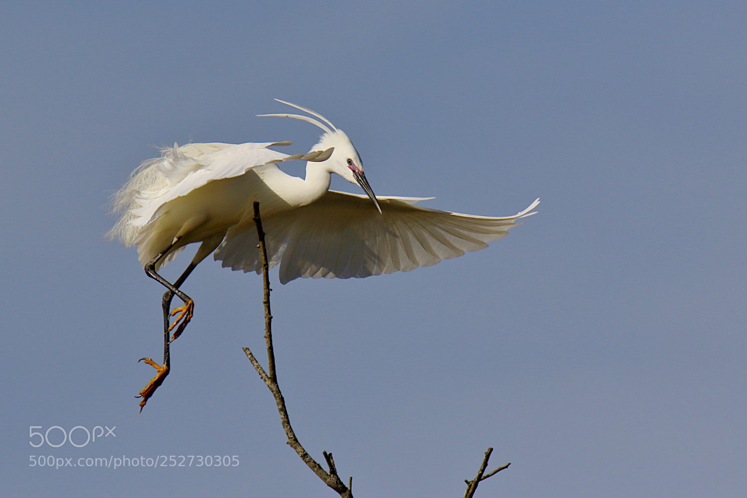 Canon EOS 7D Mark II sample photo. Aigrette garzette photography