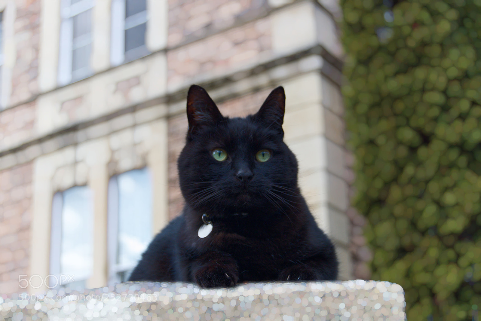 Nikon D3300 sample photo. Rufu's majestic pose photography