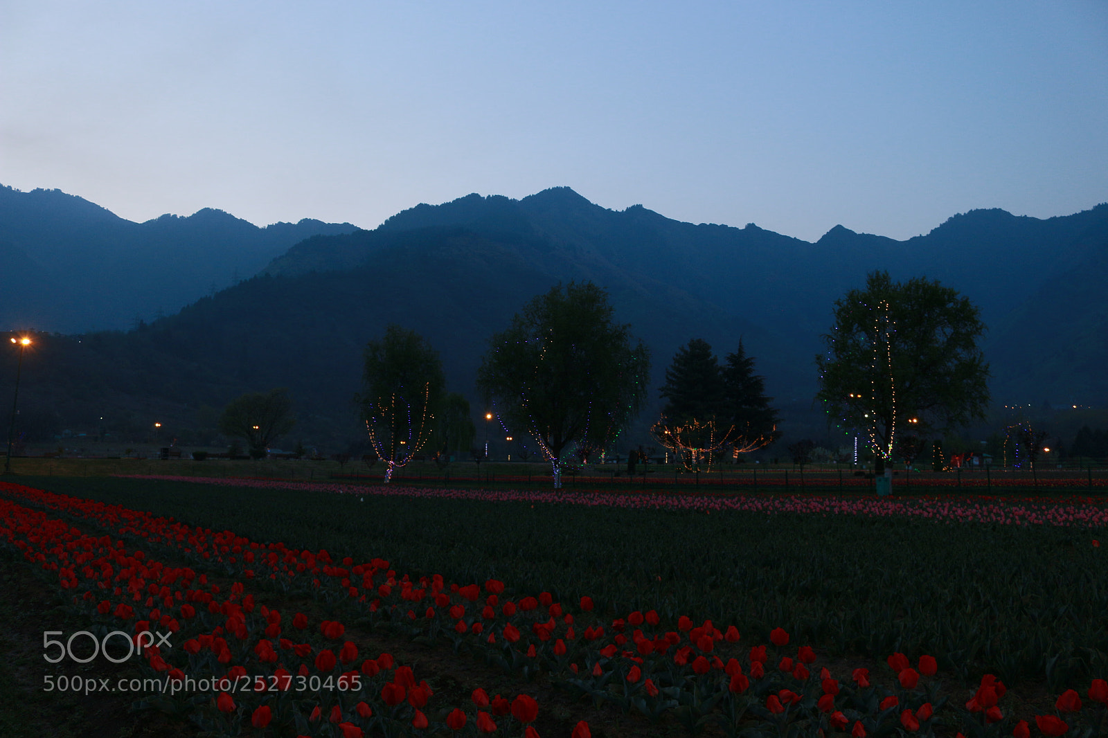 Canon EOS 70D sample photo. Tulip garden photography