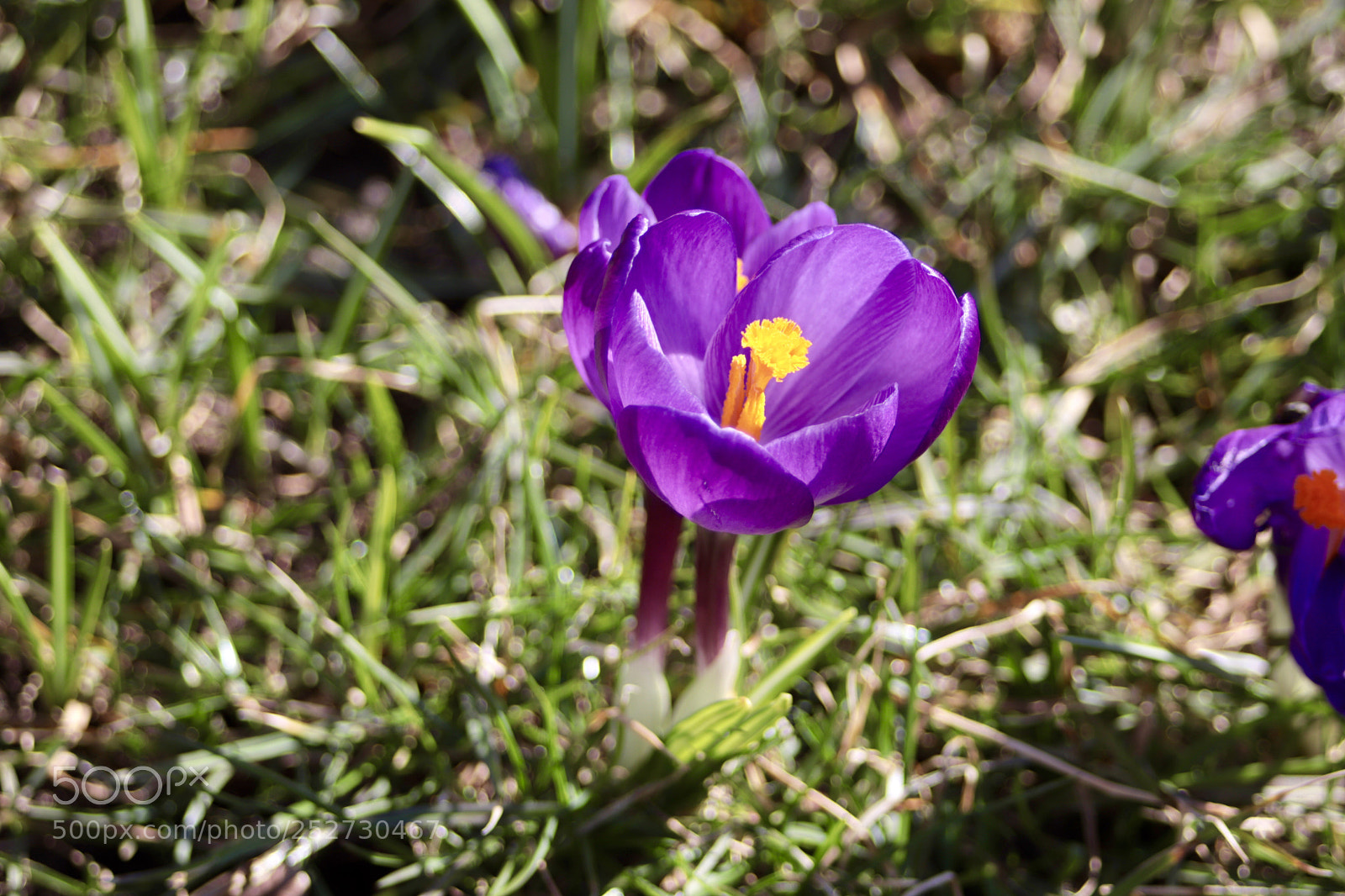 Canon EOS 77D (EOS 9000D / EOS 770D) sample photo. Colors of spring photography