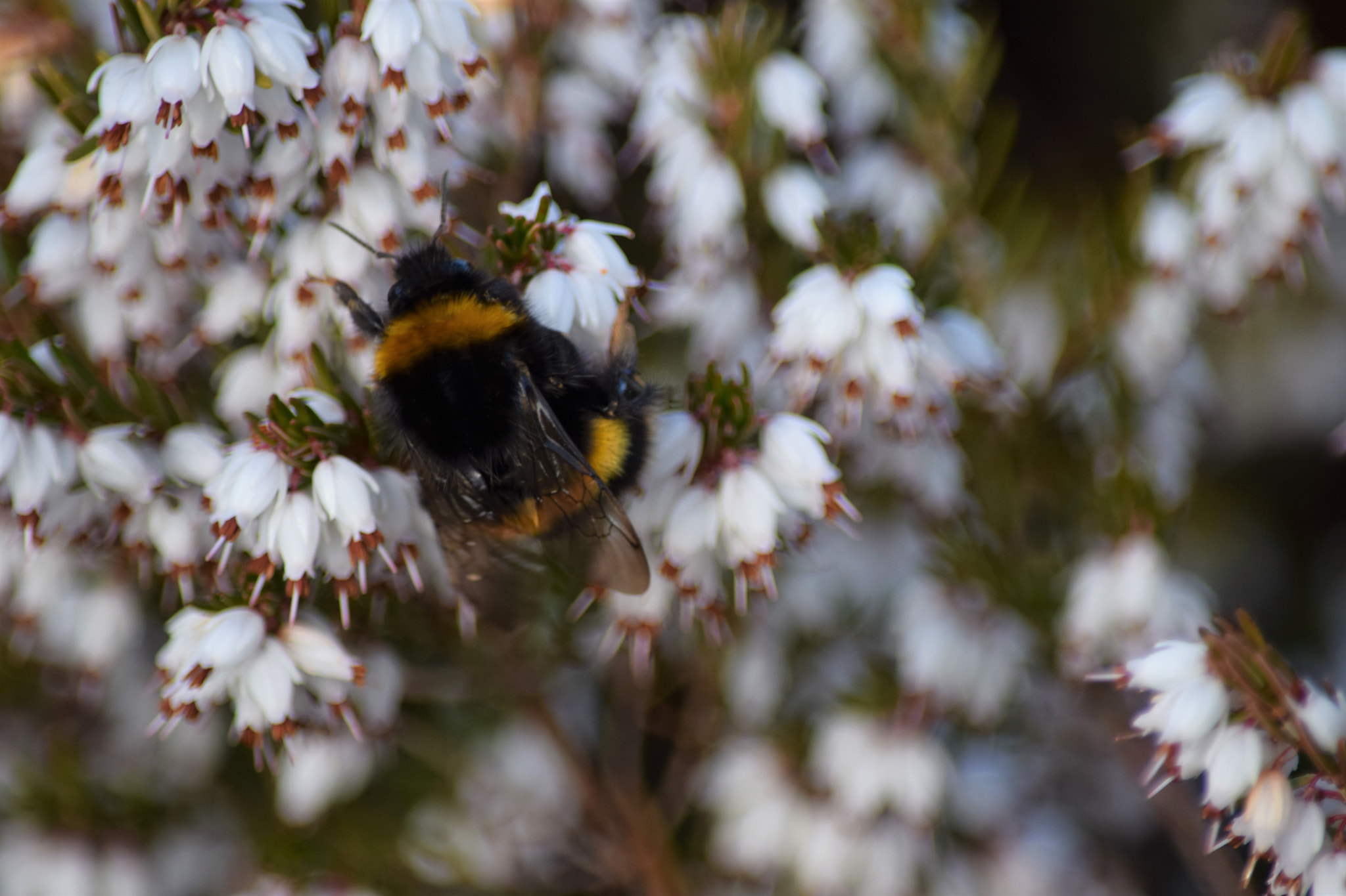 Nikon D5300 sample photo. () photography