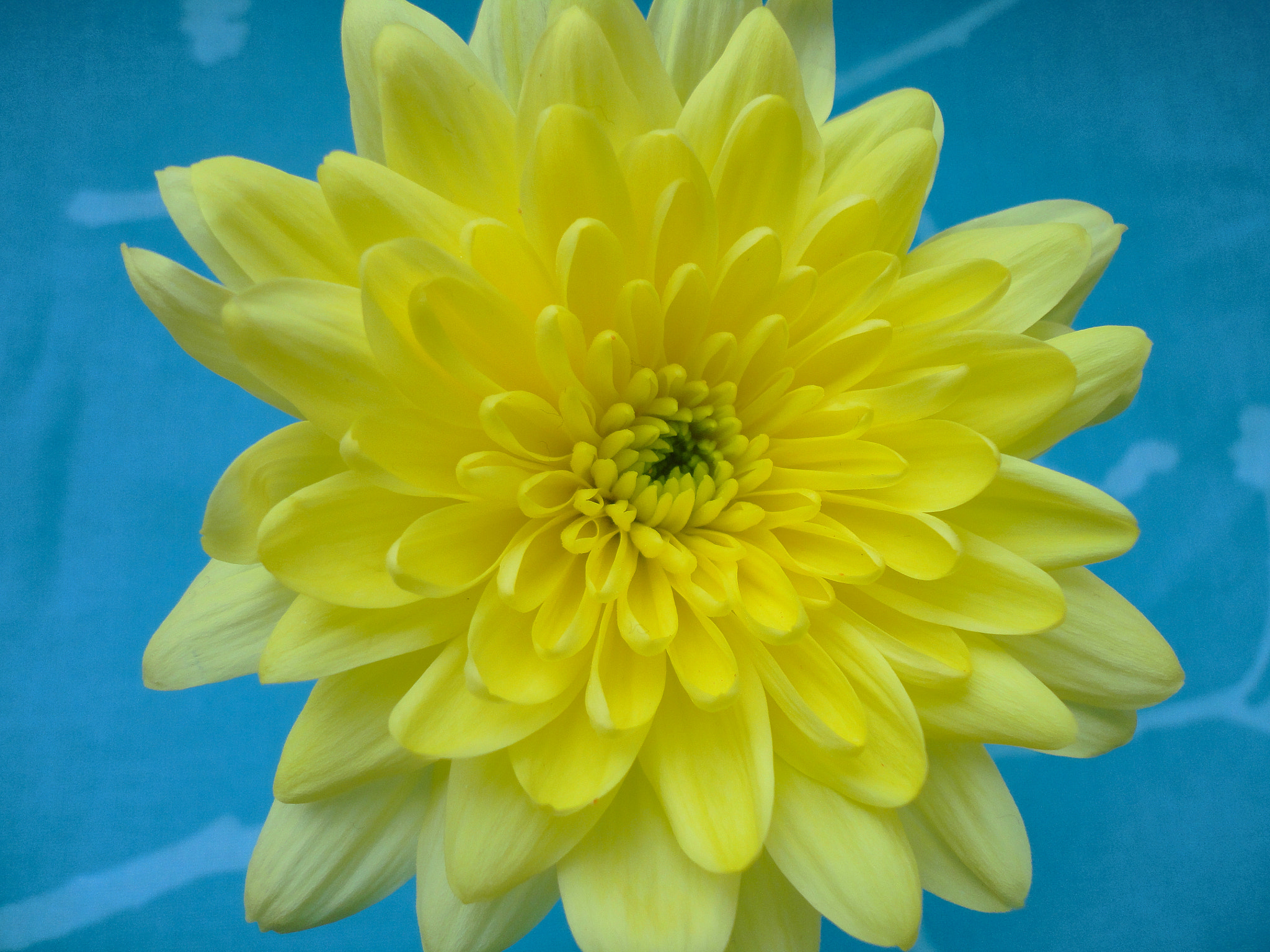 Sony Cyber-shot DSC-W350 sample photo. Chrysanthemum photography