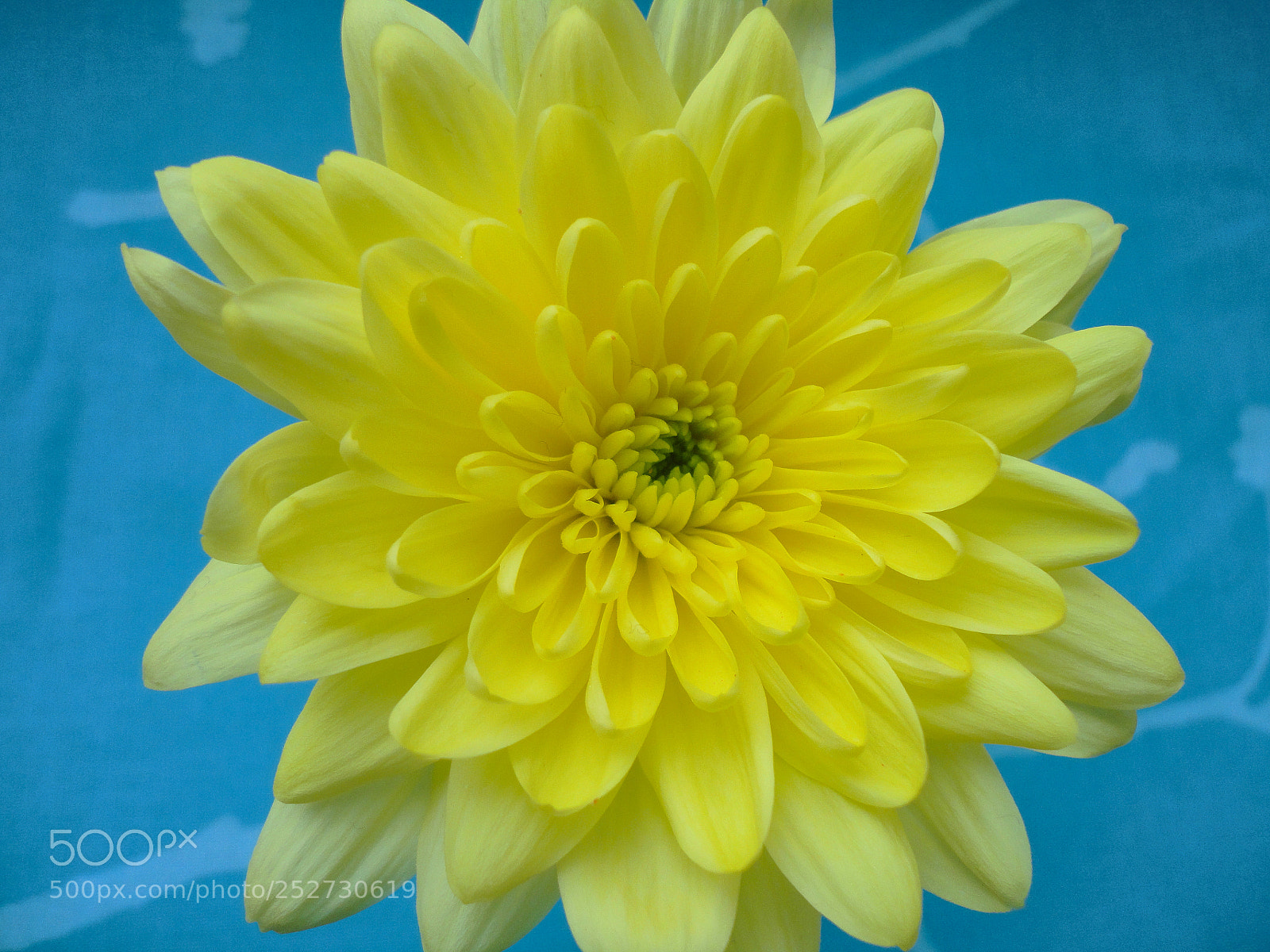 Sony Cyber-shot DSC-W350 sample photo. Chrysanthemum photography