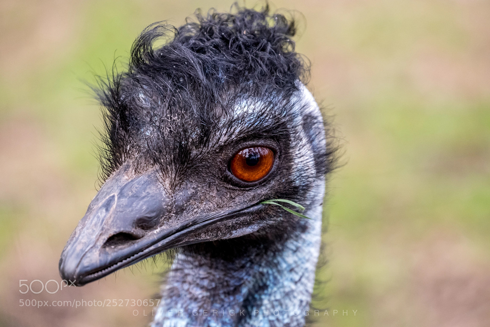 Canon EOS 80D sample photo. Portrait of an emu photography