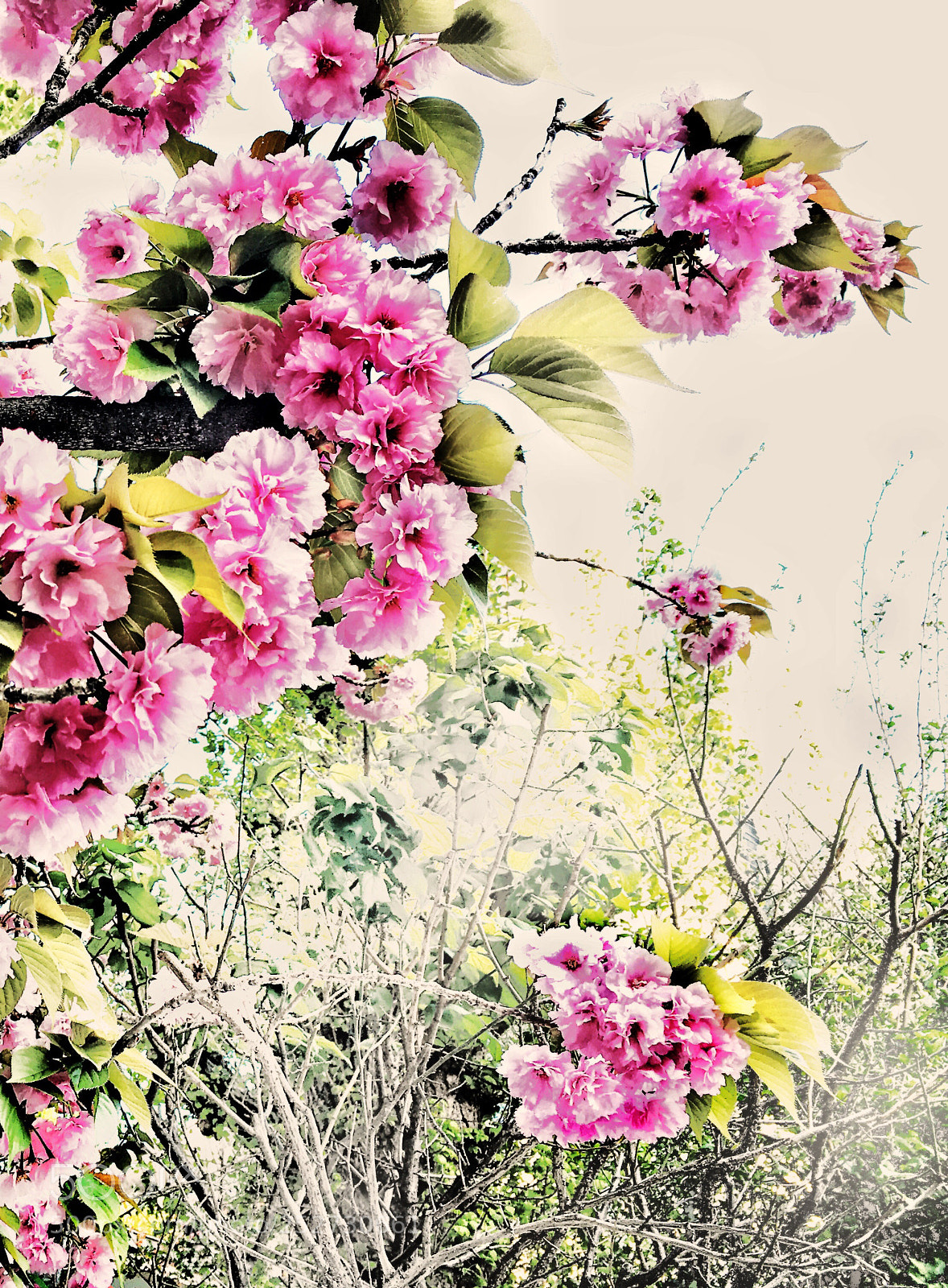 Apple iPhone 6s sample photo. Spring scenery photography