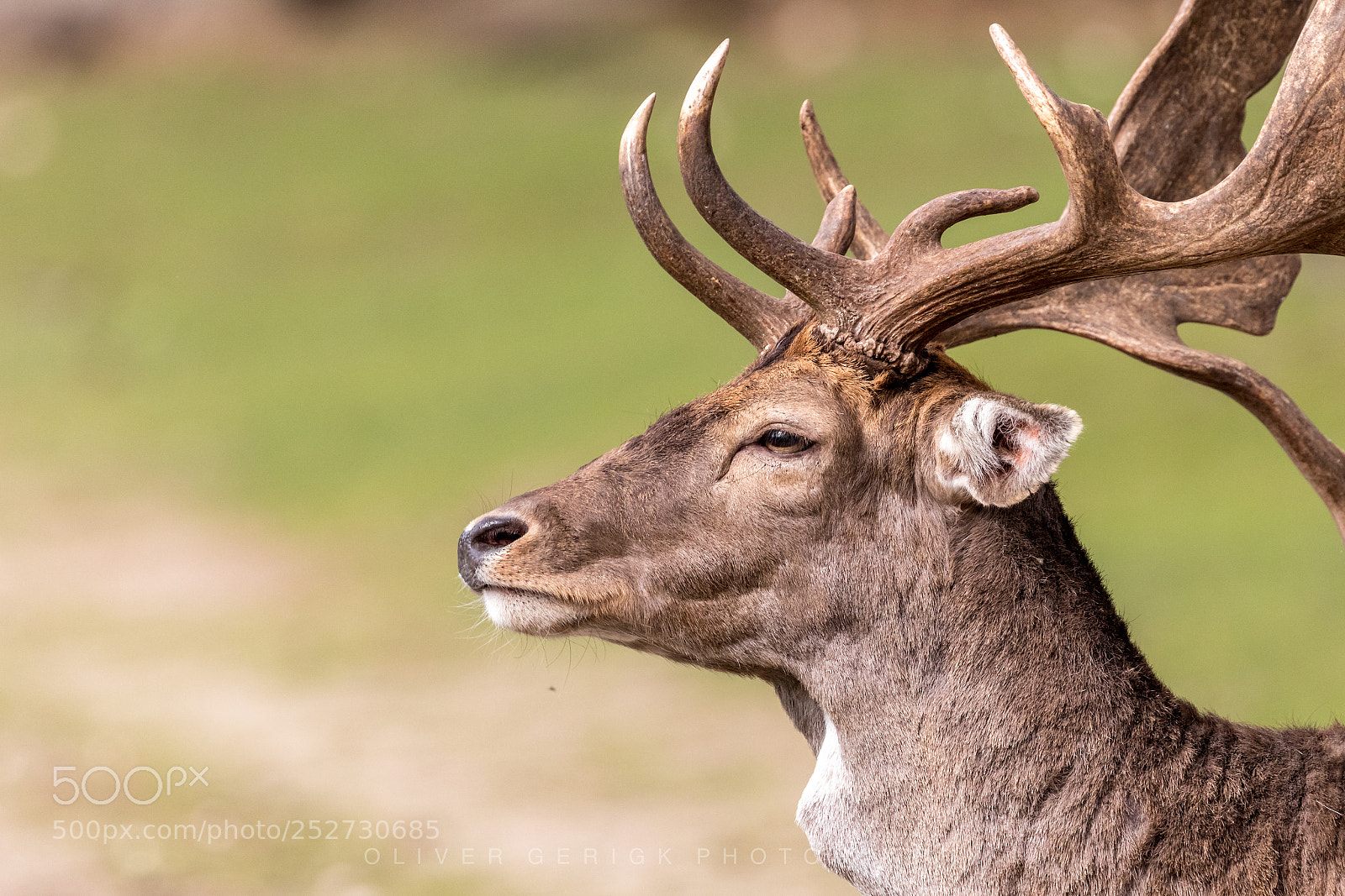 Canon EOS 80D sample photo. Portait of a stag photography