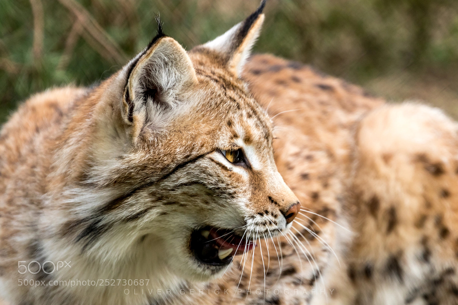 Canon EOS 80D sample photo. Portait of a lynx photography