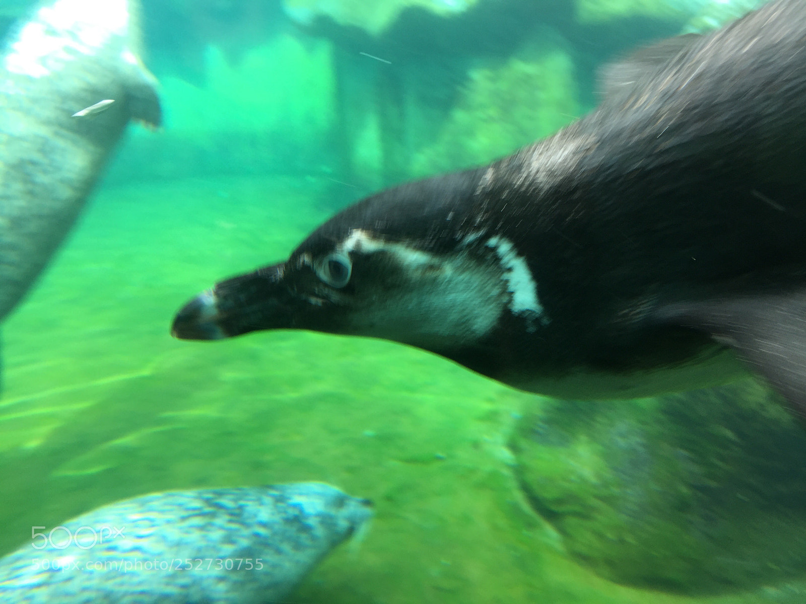 Apple iPhone 6 Plus sample photo. The penguin swiming  photography