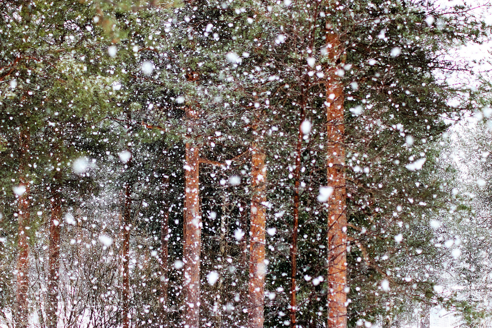 Canon EOS 600D (Rebel EOS T3i / EOS Kiss X5) sample photo. Snowing photography