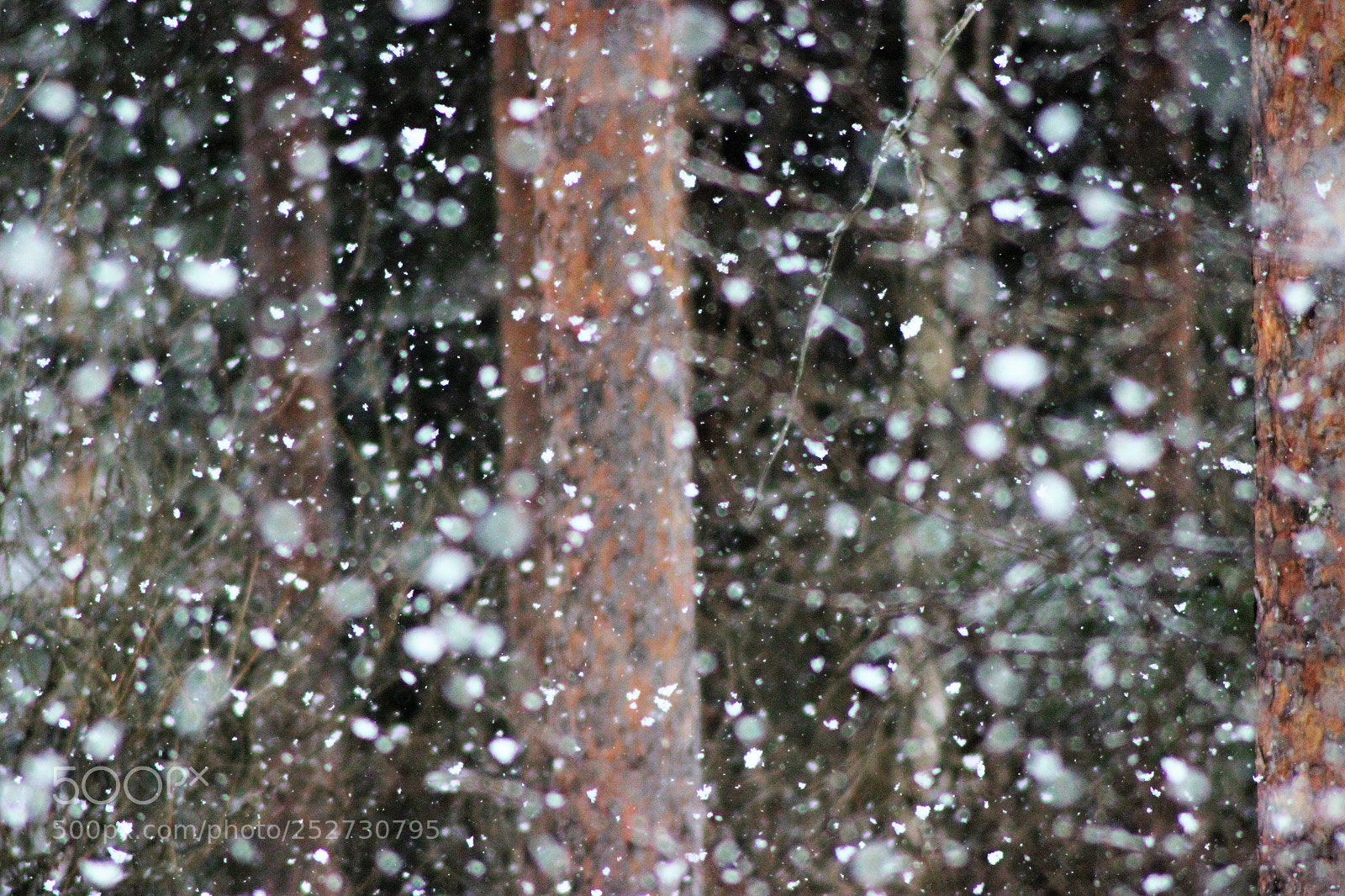 Canon EOS 600D (Rebel EOS T3i / EOS Kiss X5) sample photo. Snowing photography