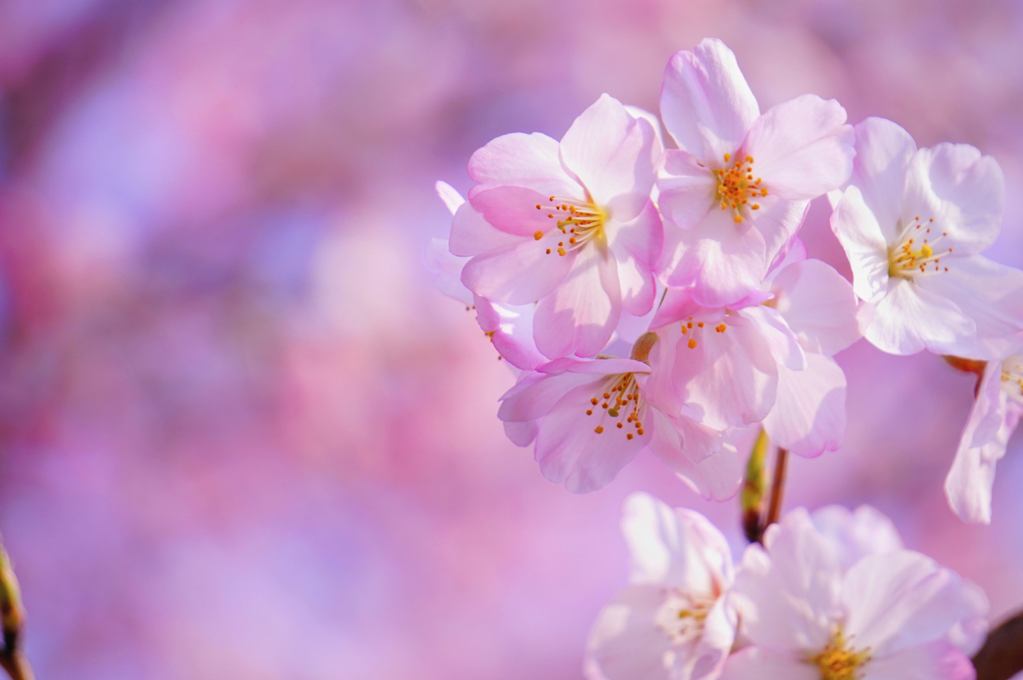 Sony E 55-210mm F4.5-6.3 OSS sample photo. 桜。 photography