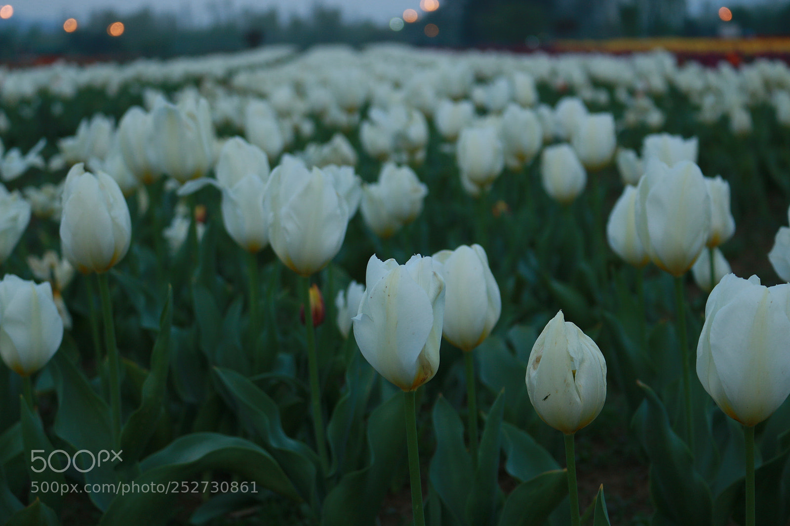 Canon EOS 70D sample photo. Peace photography