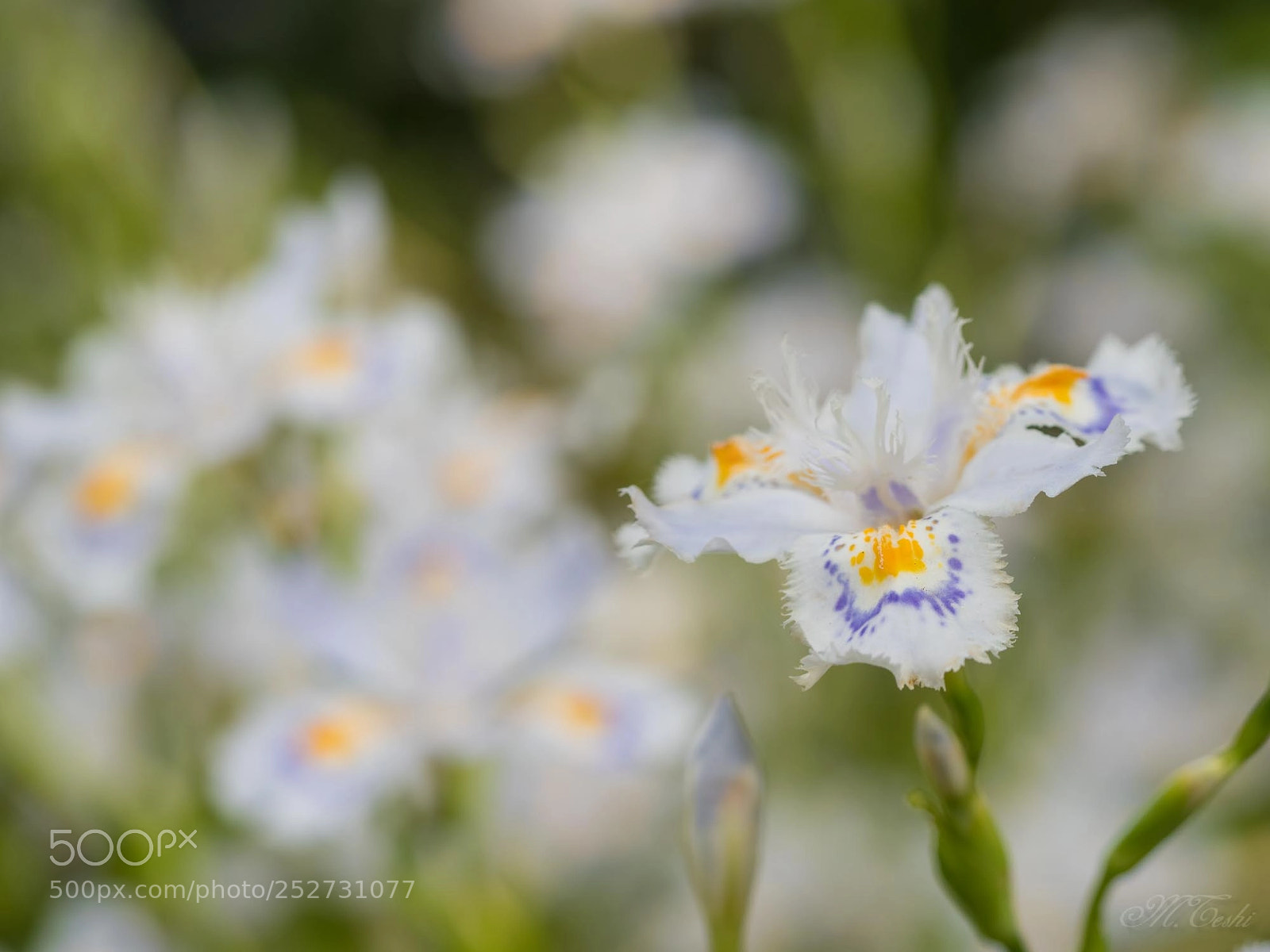 Olympus PEN-F sample photo. Iris japonica photography