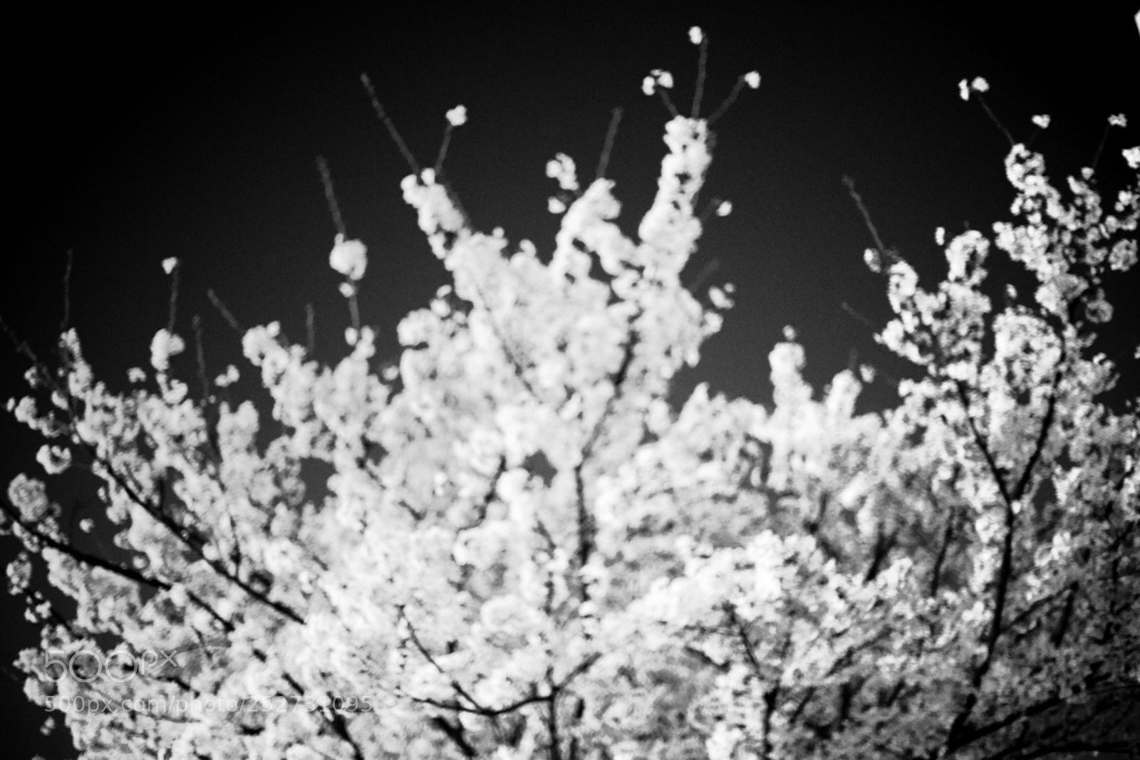 Sony Alpha DSLR-A900 sample photo. Bwsrslk photography