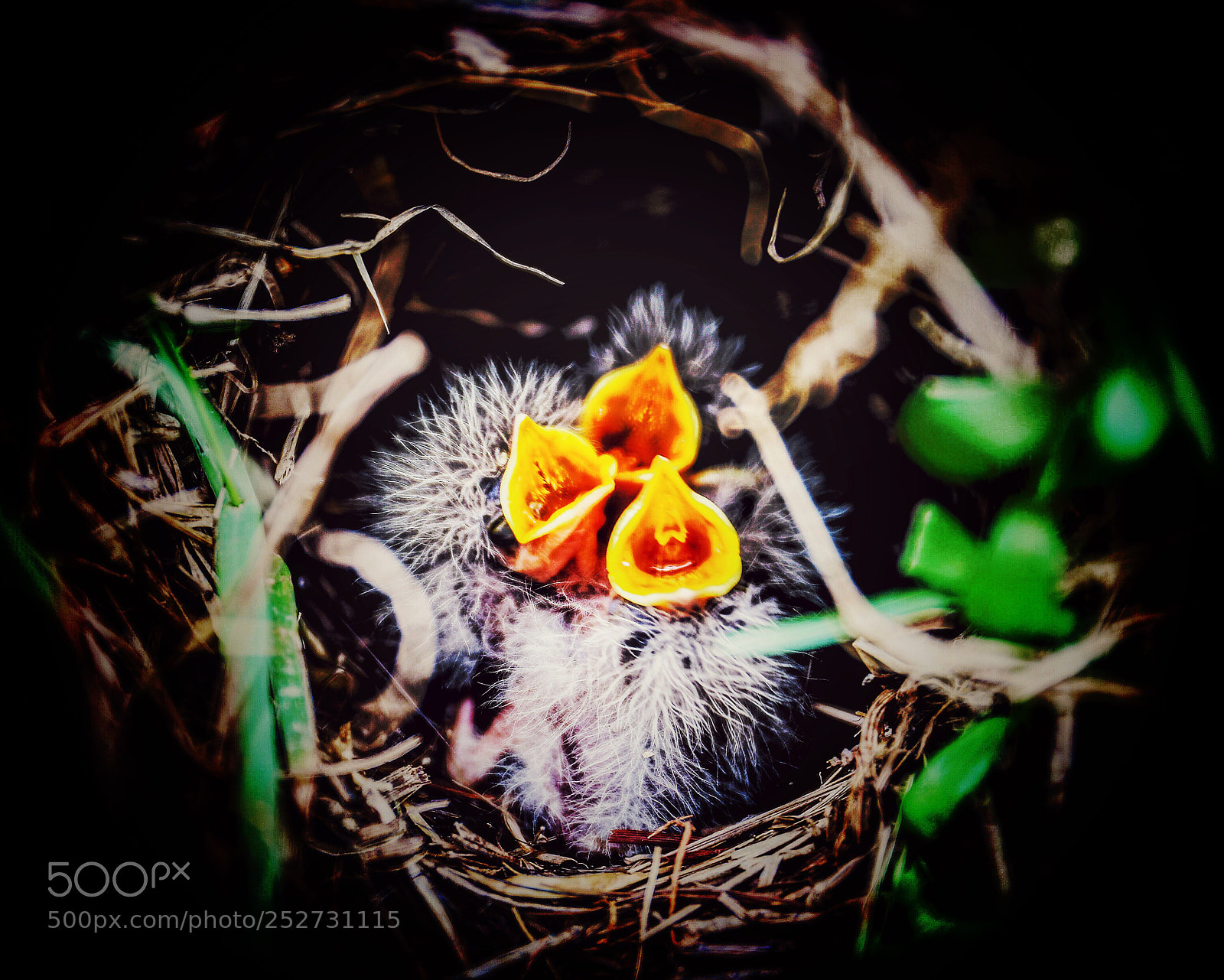 Canon EOS 6D Mark II sample photo. Untitled photography