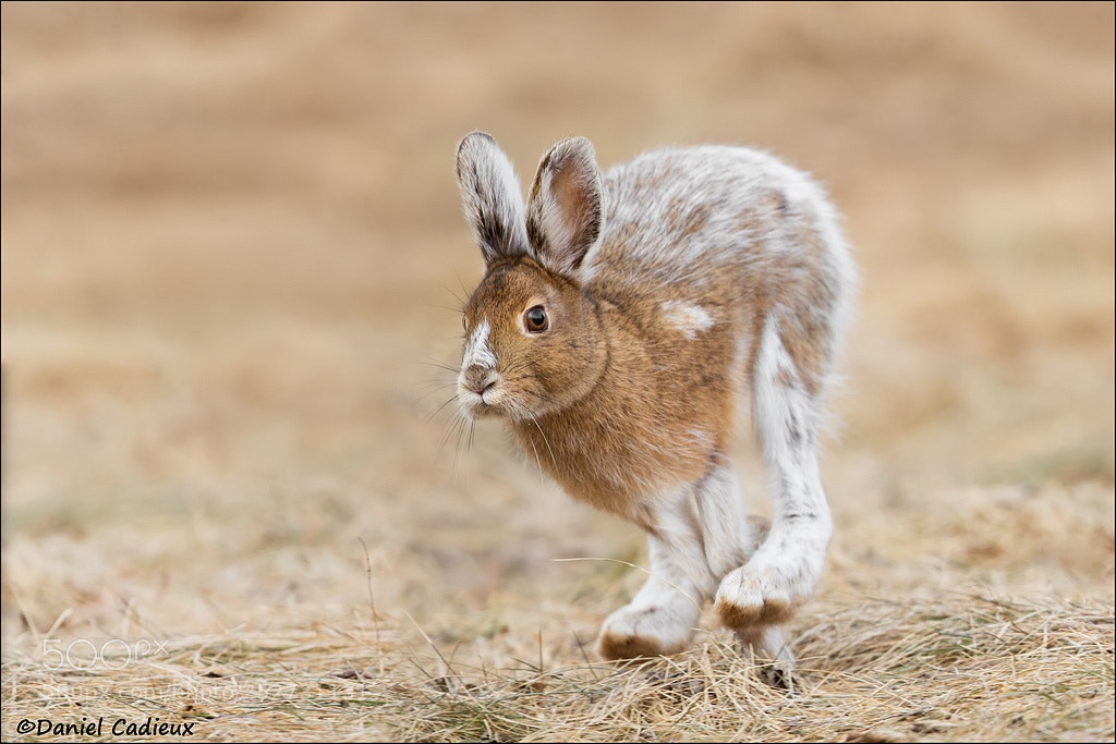 Canon EOS 7D Mark II sample photo. Snowshoe hare on the photography