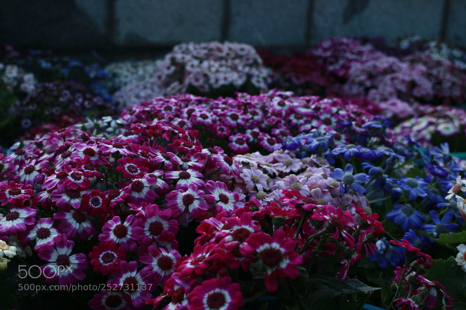 Canon EOS 70D sample photo. The purples photography