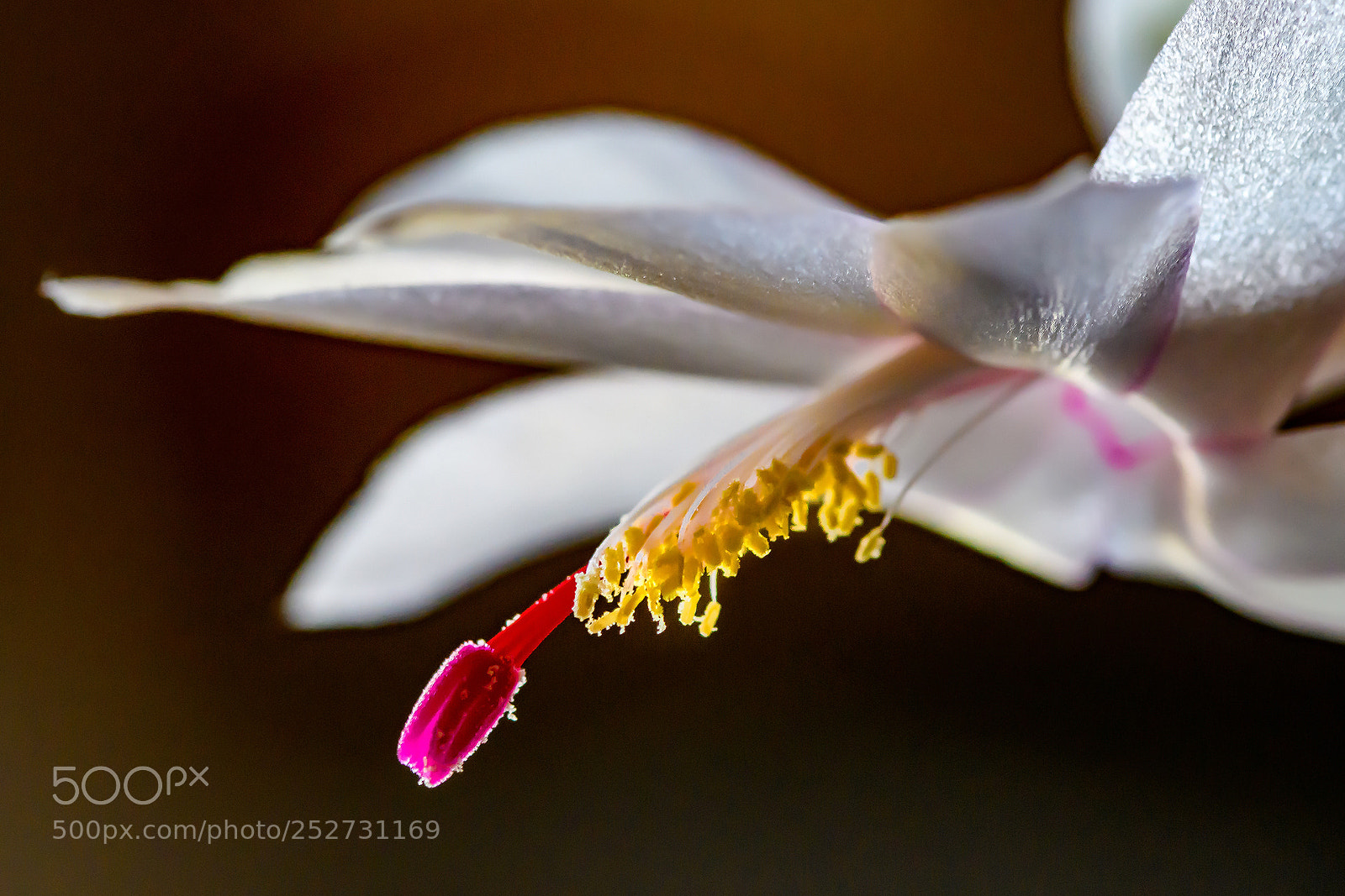 Nikon D500 sample photo. Christmas cactus at easter photography
