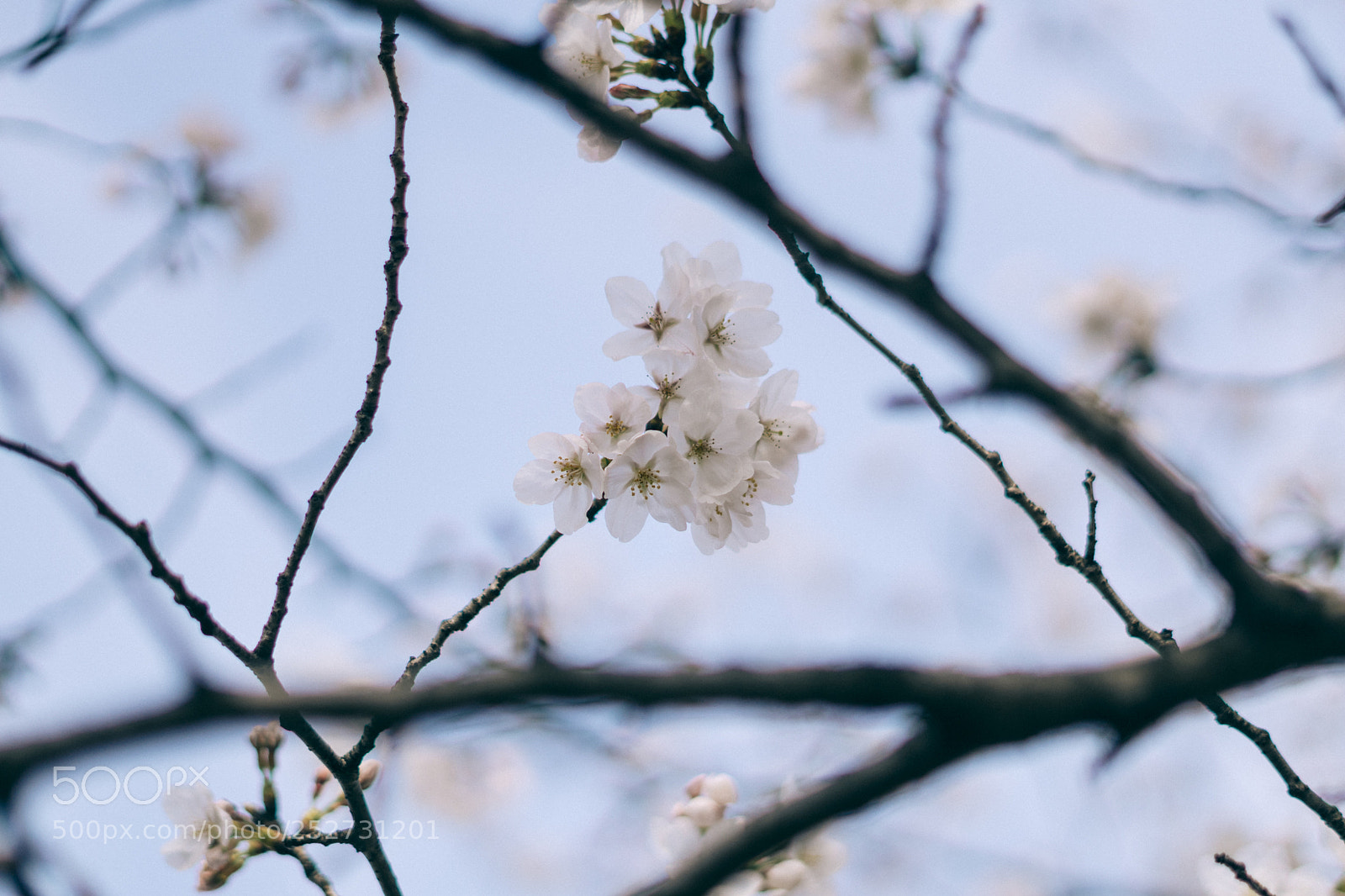 Sony a6300 sample photo. Flower photography