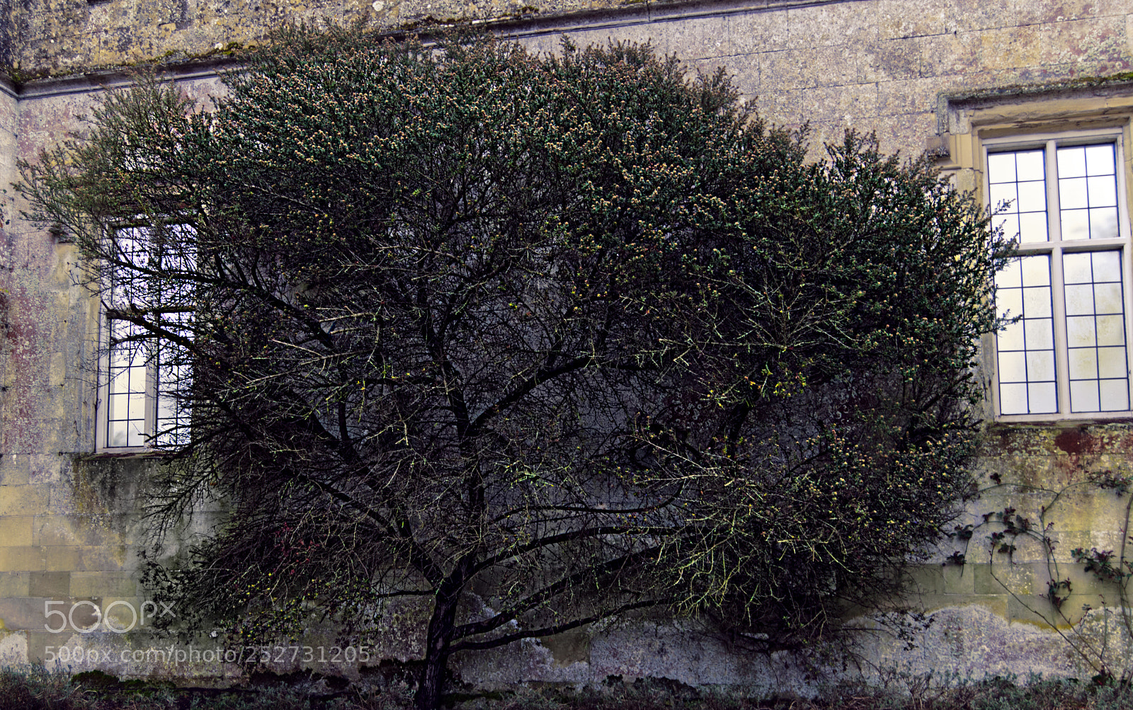 Nikon D3300 sample photo. The earl's tree photography