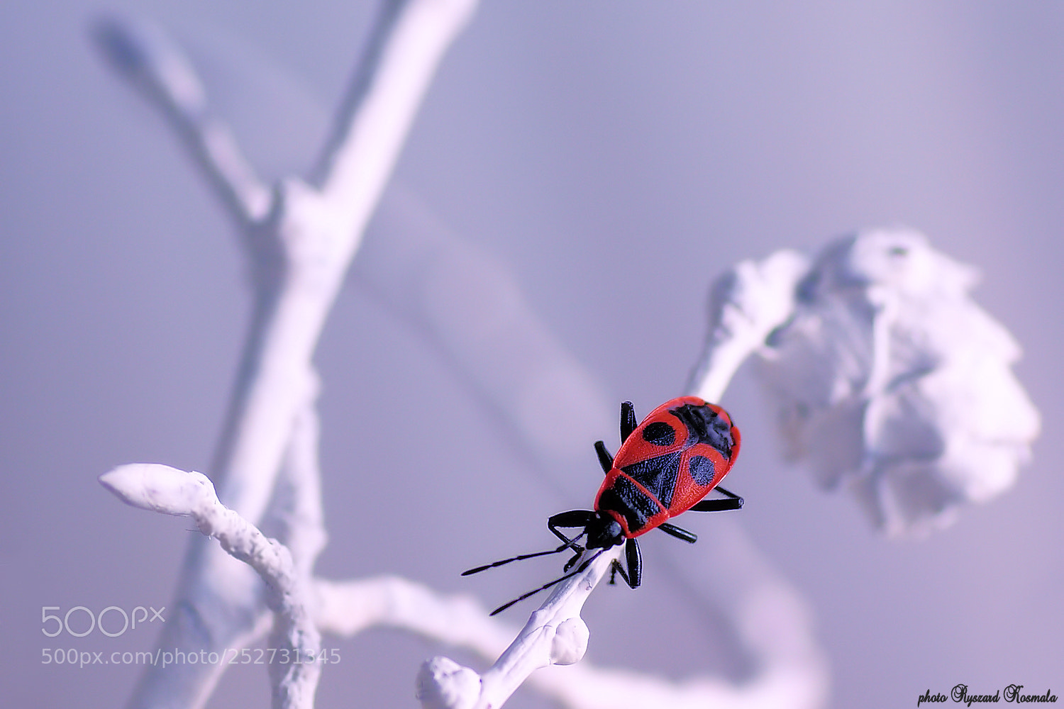Sony Alpha DSLR-A300 sample photo. Red accent photography