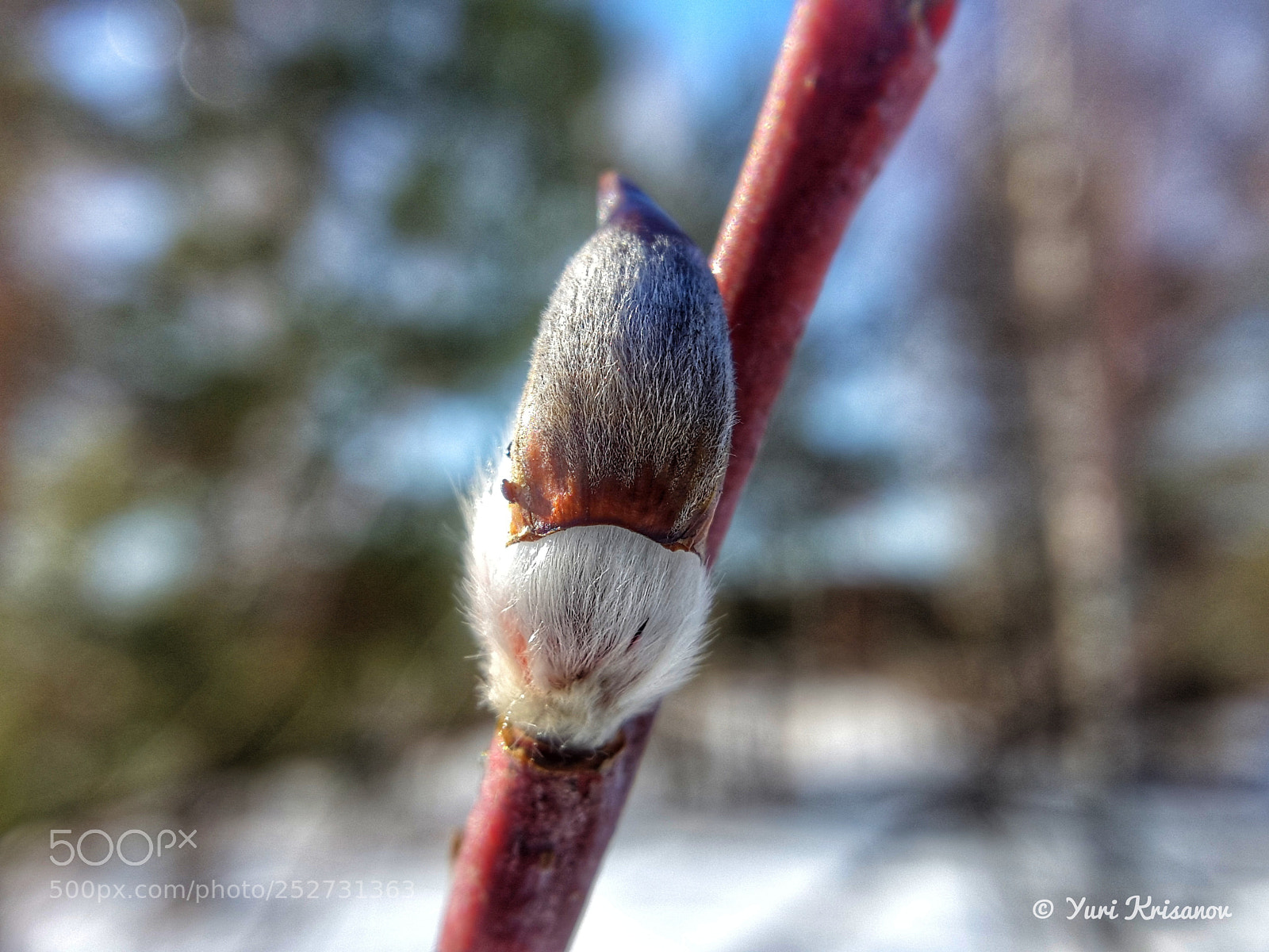 Samsung Galaxy Alpha sample photo. Spring, the first buds photography