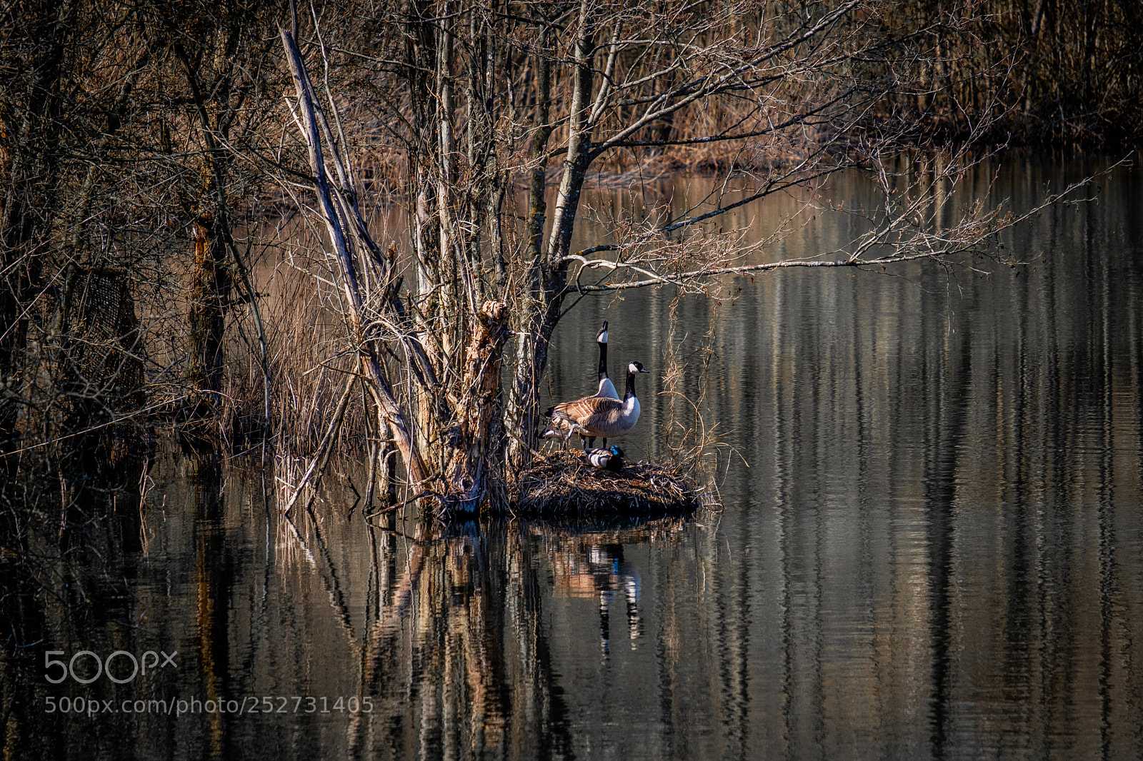 Fujifilm X-T2 sample photo. Ducks photography
