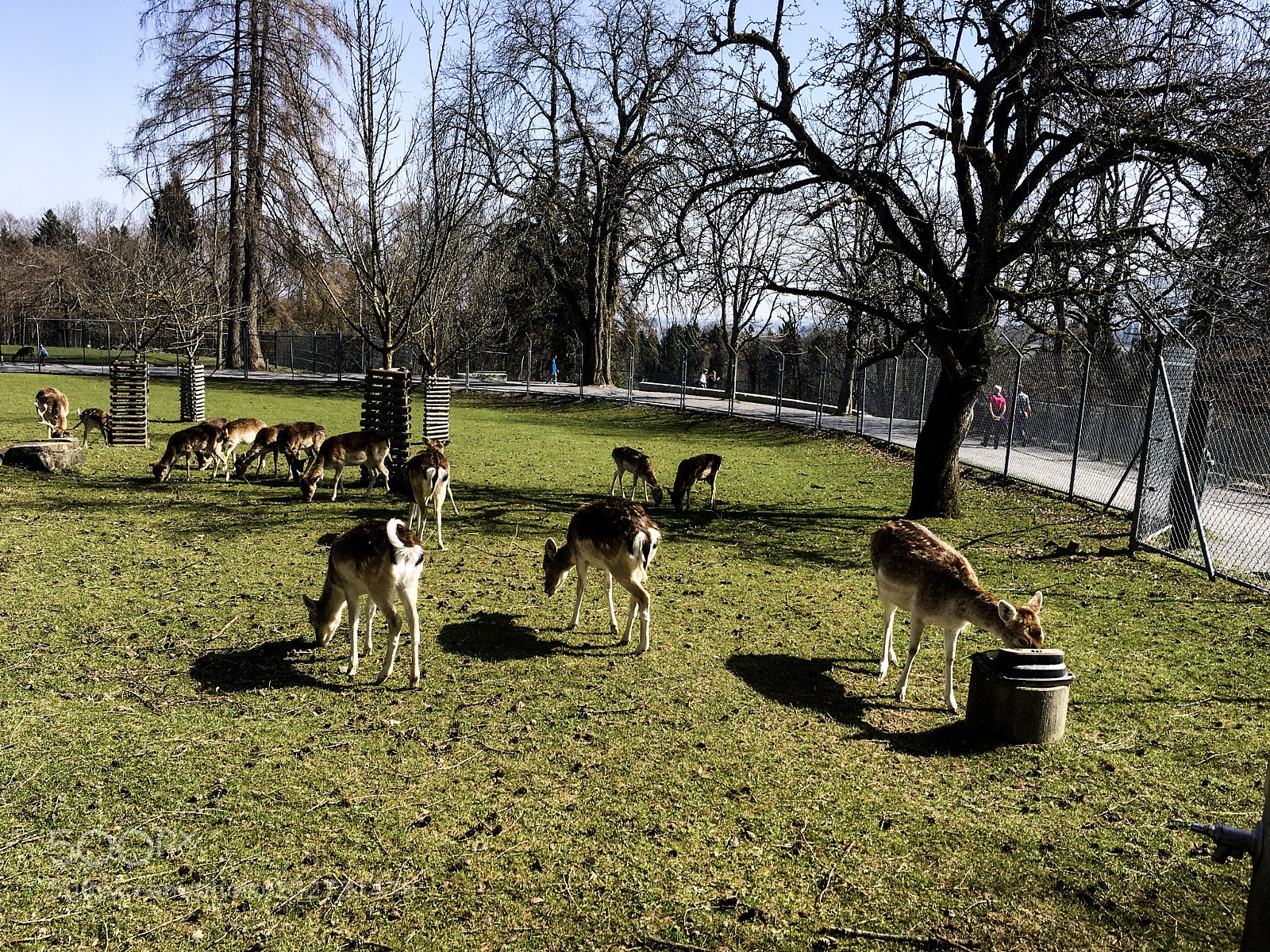 Apple iPhone 6s sample photo. Rehkitz beim trinken photography