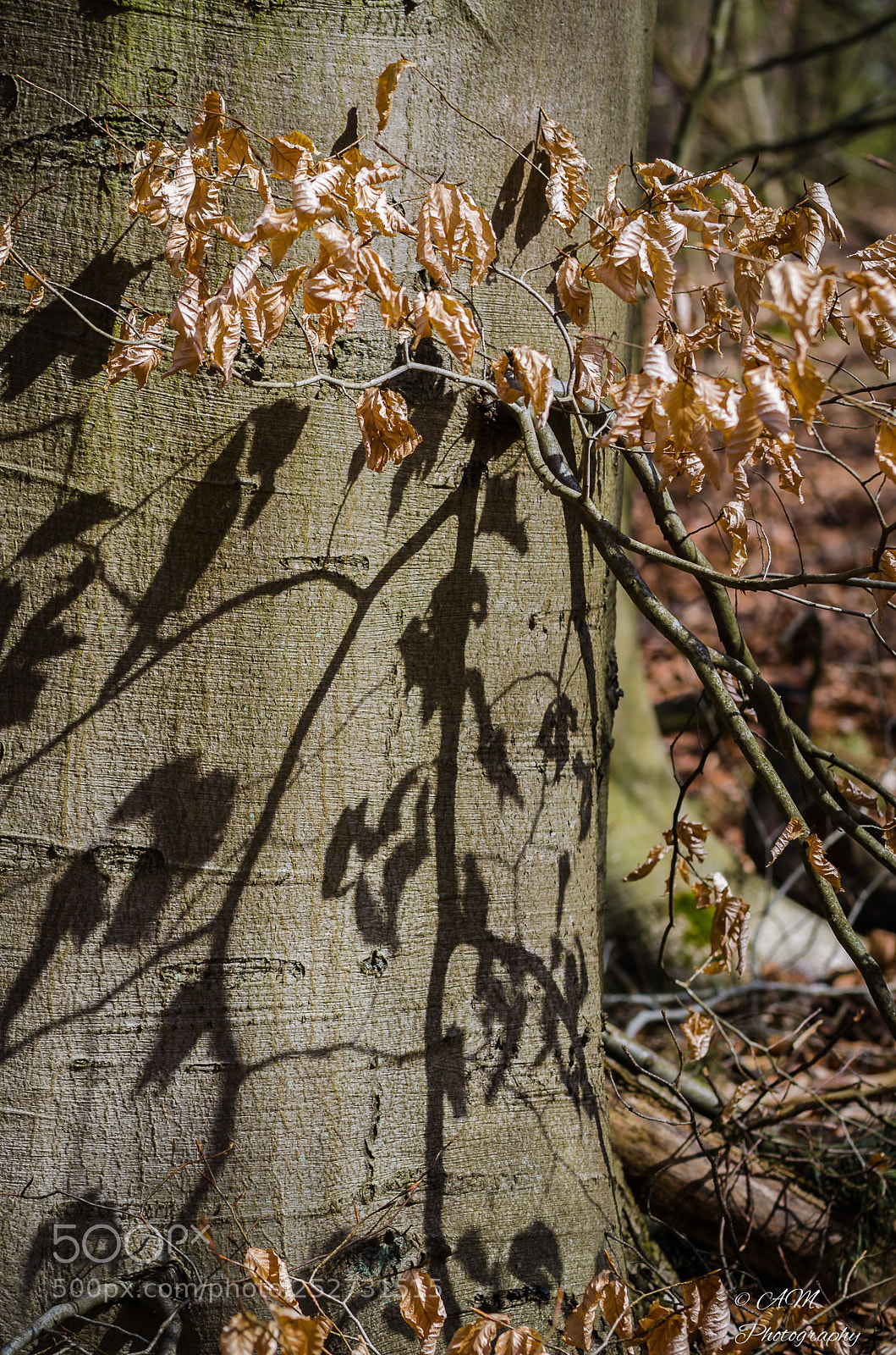 Nikon D5100 sample photo. Laub photography
