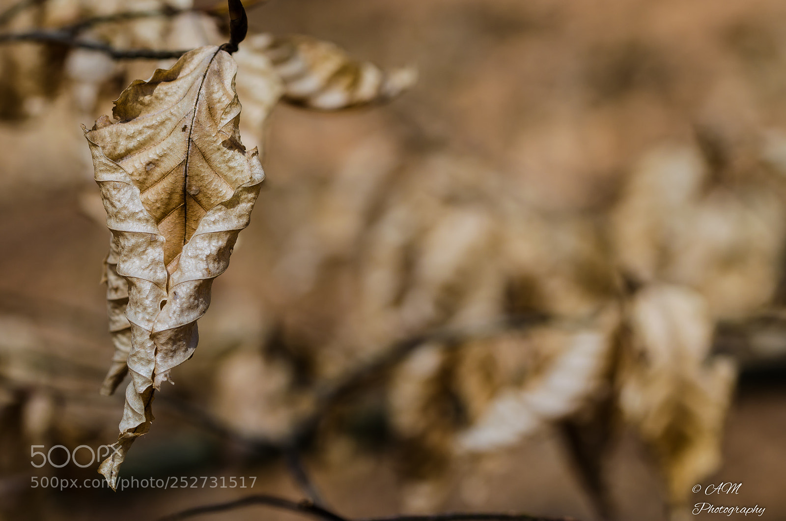 Nikon D5100 sample photo. Laubblatt photography