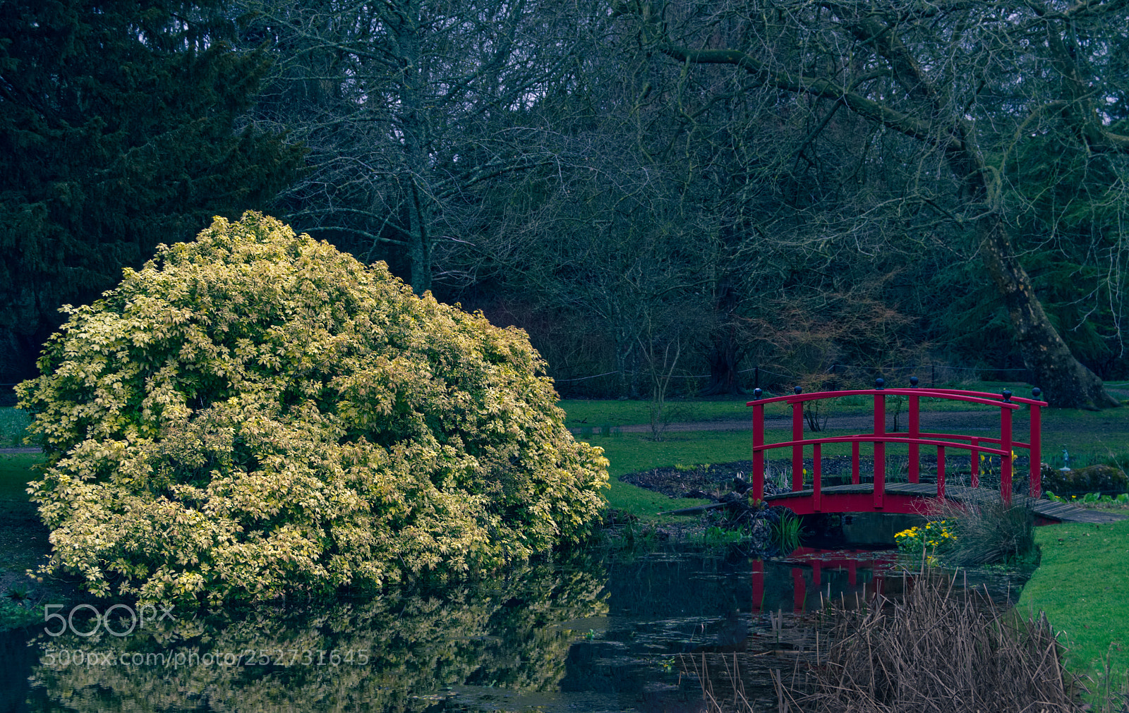 Nikon D3300 sample photo. Red & yellow photography