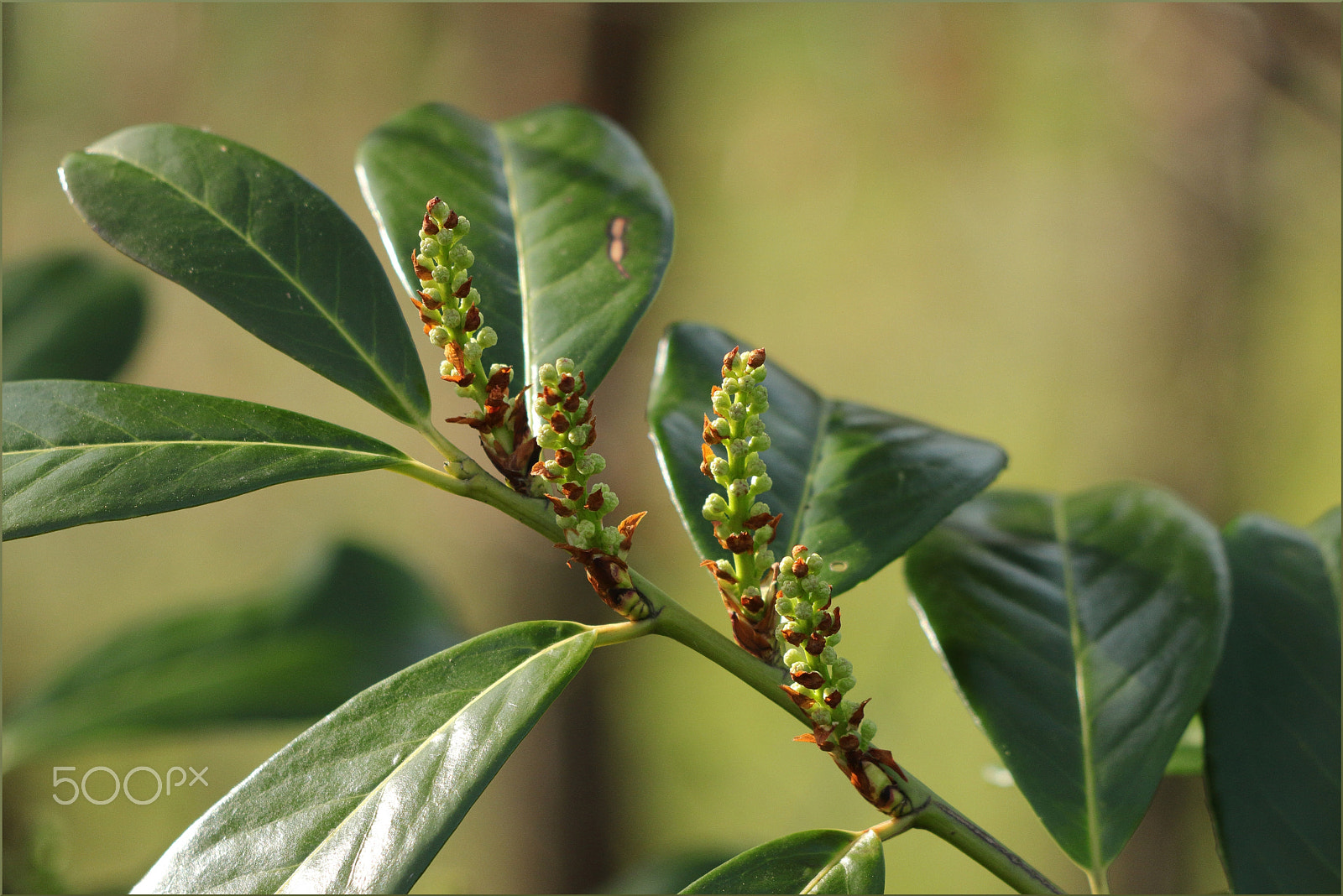 Canon EF 70-300 F4-5.6 IS II USM sample photo. New beginning photography