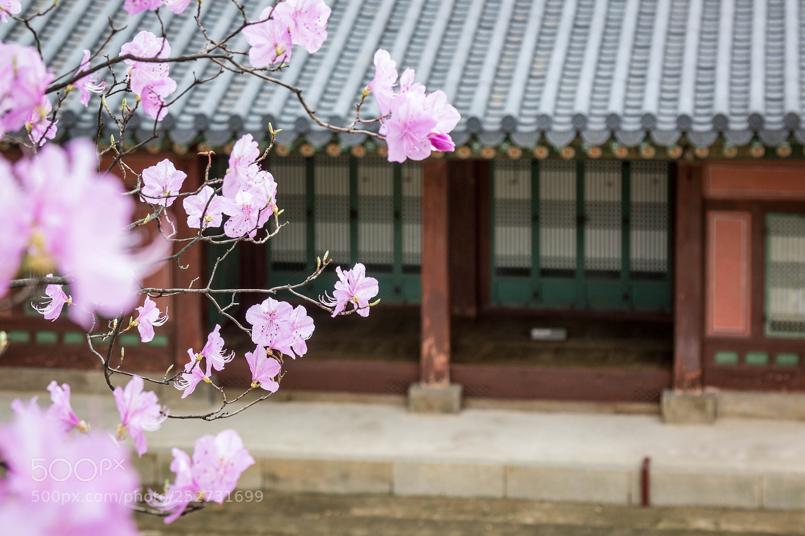 Canon EOS 600D (Rebel EOS T3i / EOS Kiss X5) sample photo. Spring, changgyeonggung ... photography
