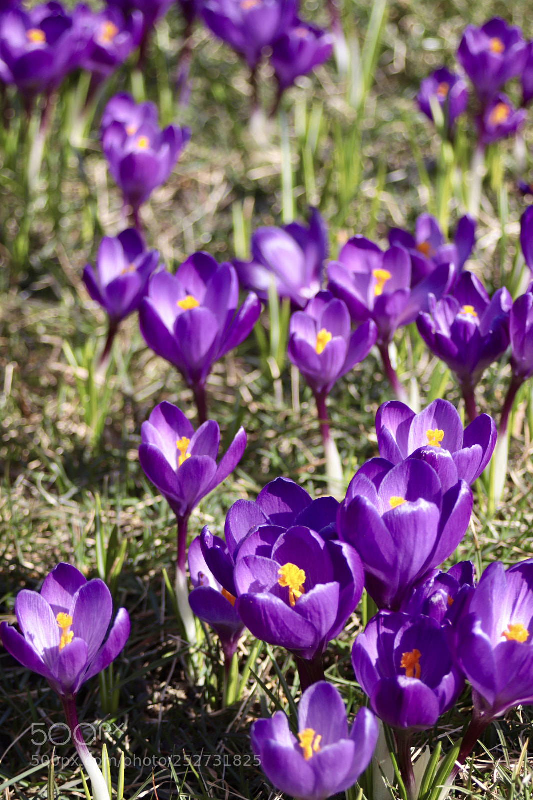 Canon EOS 77D (EOS 9000D / EOS 770D) sample photo. Purple flowers photography